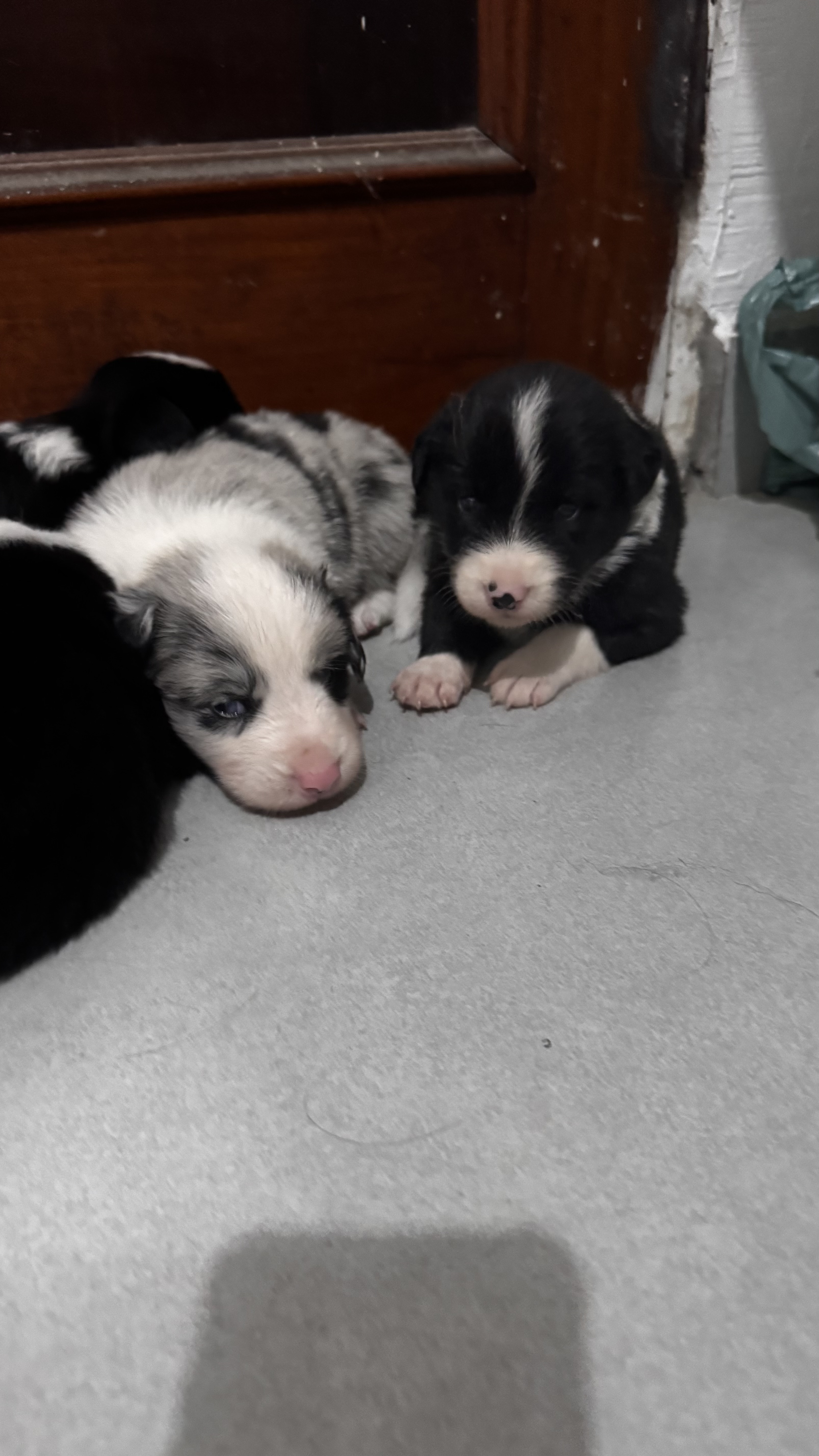 Filhote de Border Collie 