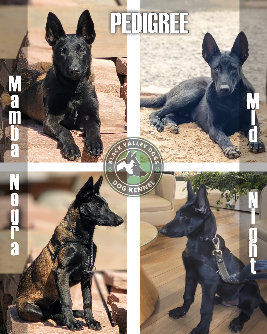 Portal Vendocão Pastor belga Malinois com pedigree filhotes disponíveis Canoas 