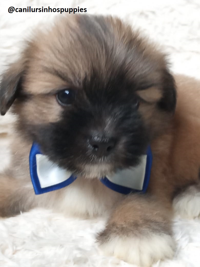 Portal Vendocão lhasa apso bebes pronta entrega #canilursinhospuppies  guarulhos