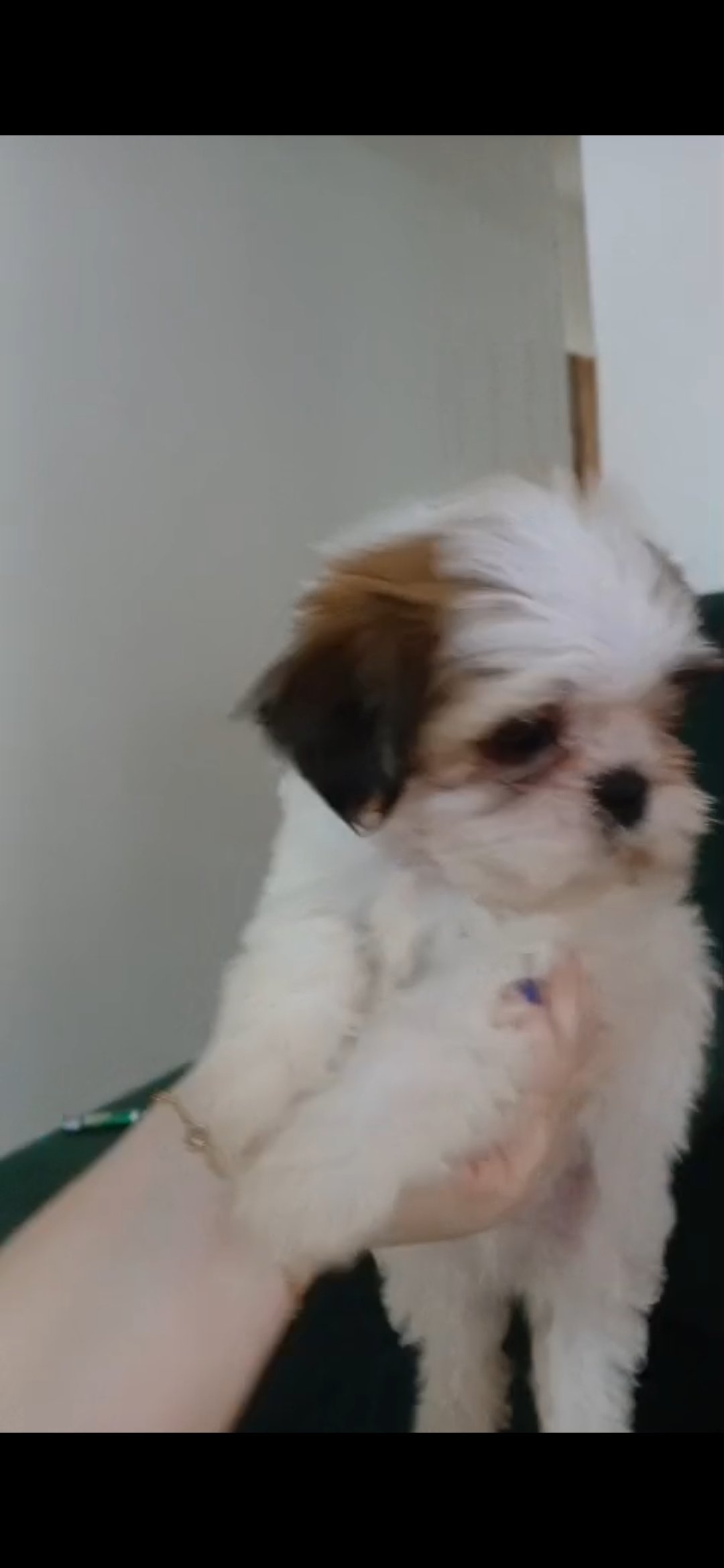 Filhote machinho