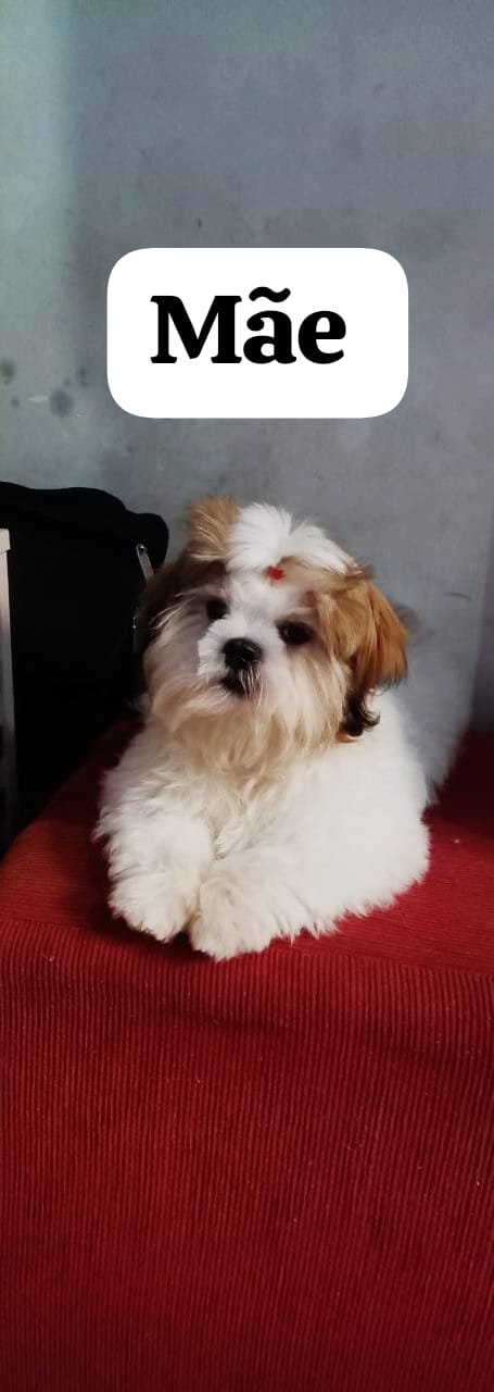 Vendo dois filhotes Shihtzu  - Foto 4