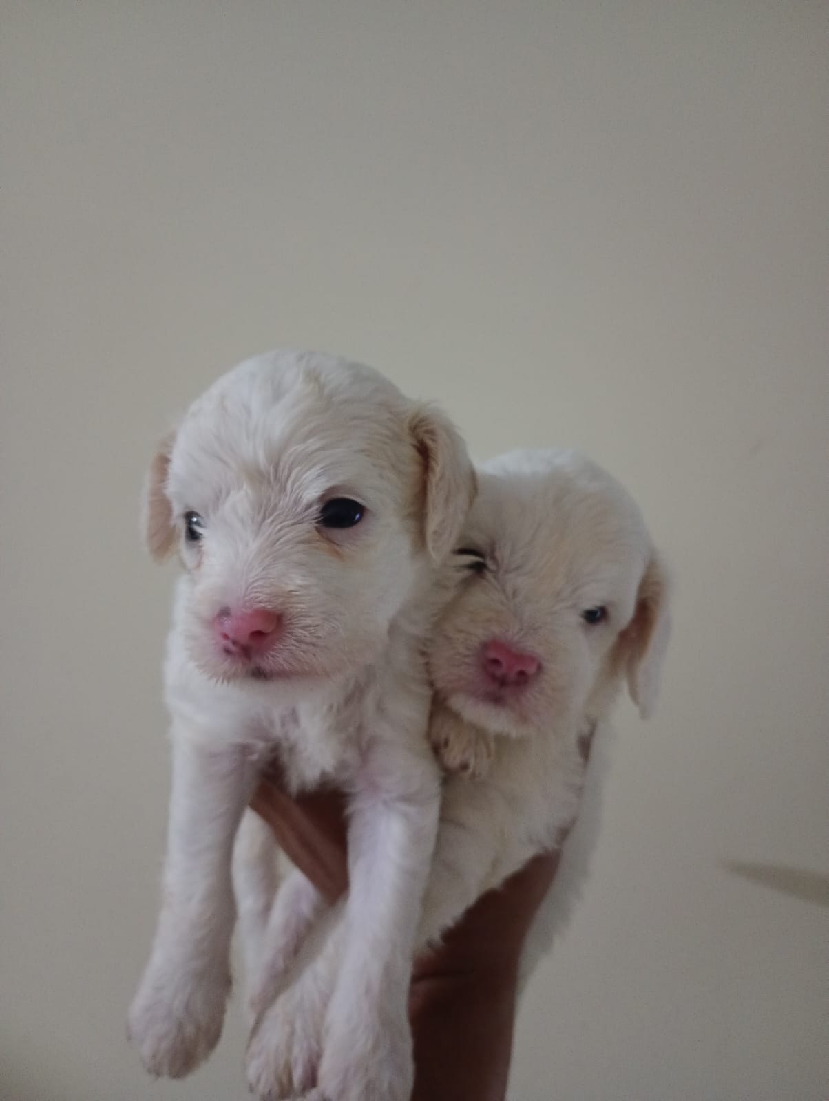 Portal Vendocão Filhotes de poodle Ipojuca PE