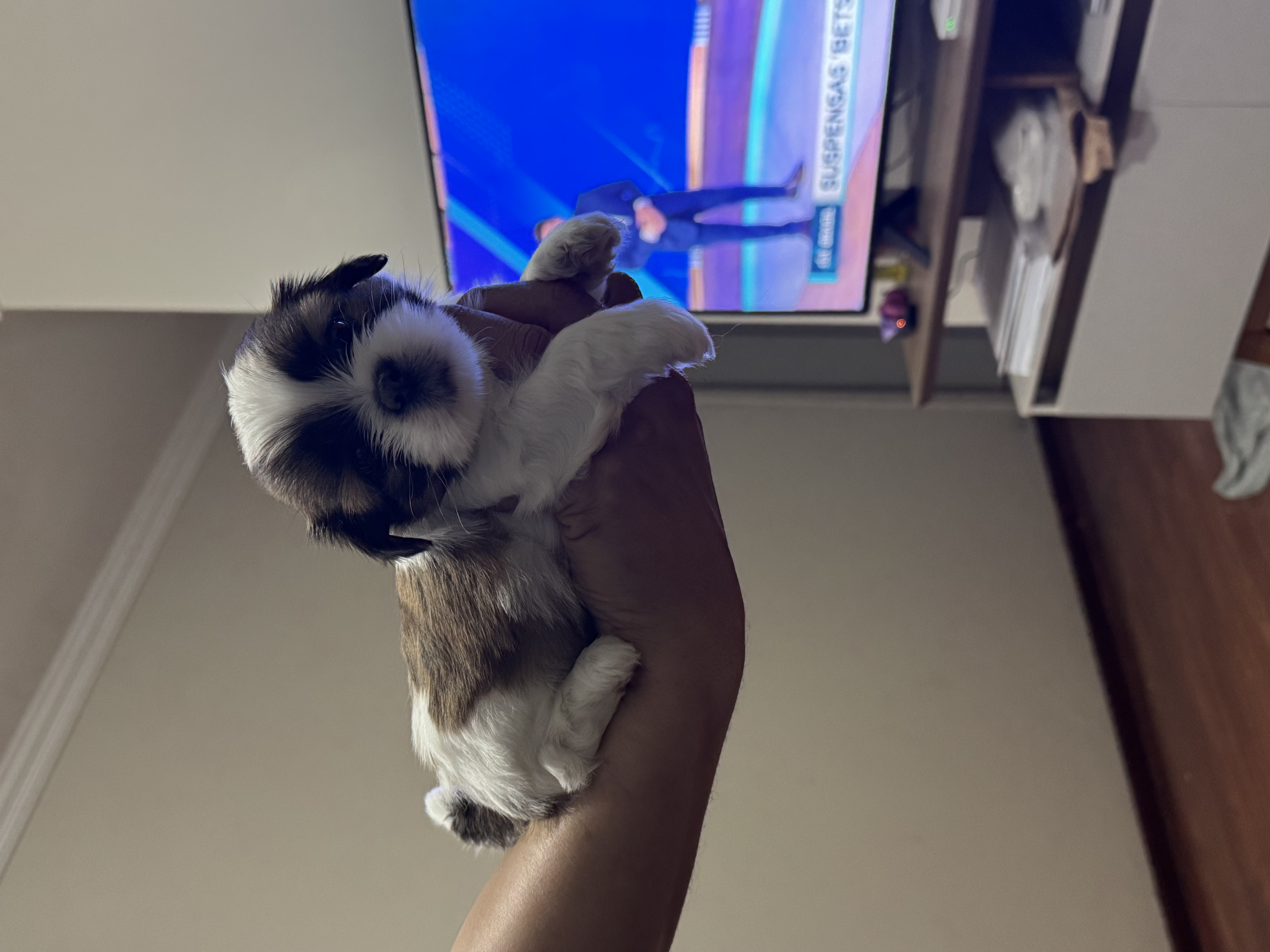 Portal Vendocão Disponíveis para Doação ( Venda ),Filhotes Shih Tzu   Passo Fundo