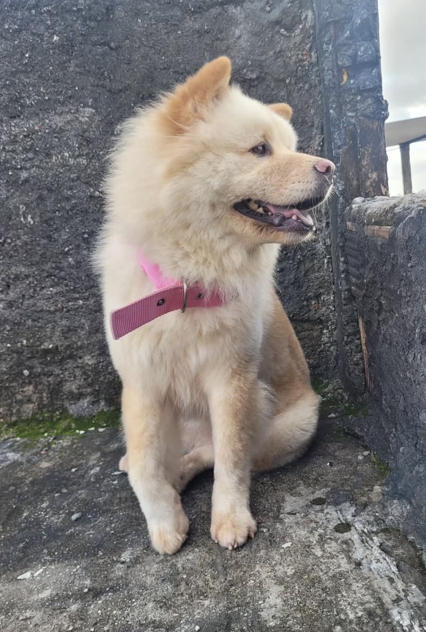 Vendo filhotes puros de chow chow - Foto 2