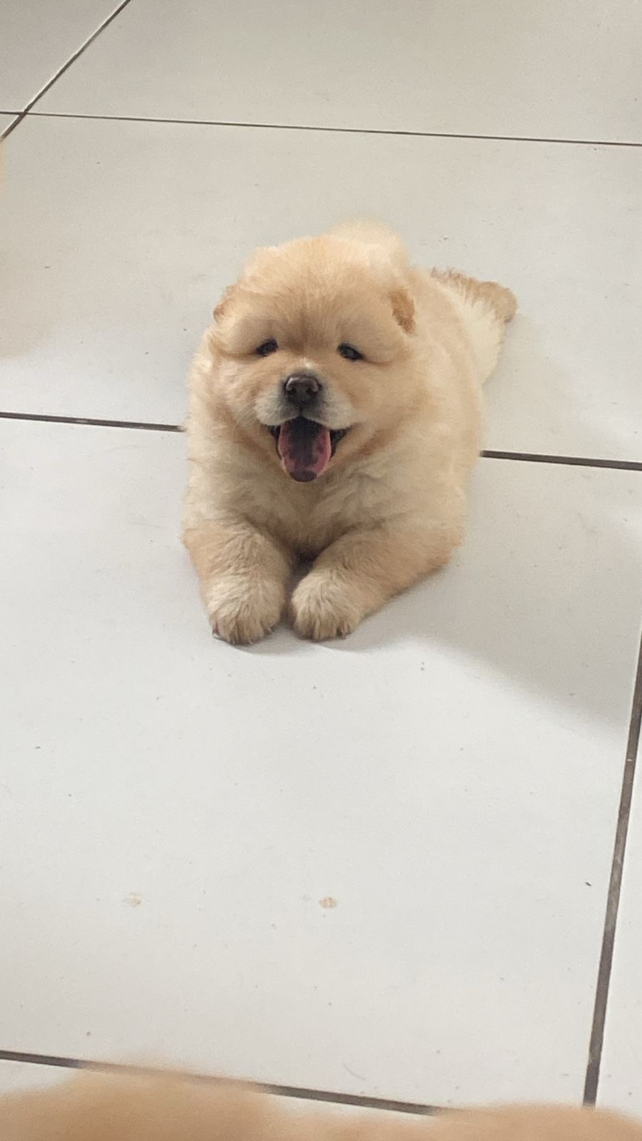 Portal Vendocão Filhote chow chow  João Pessoa 