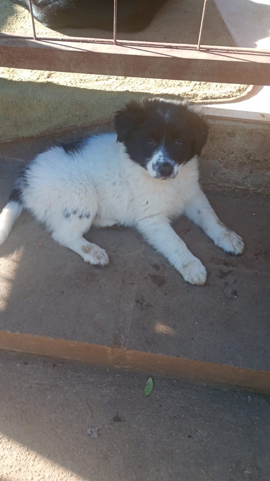 Filhotes border collie - Foto 2
