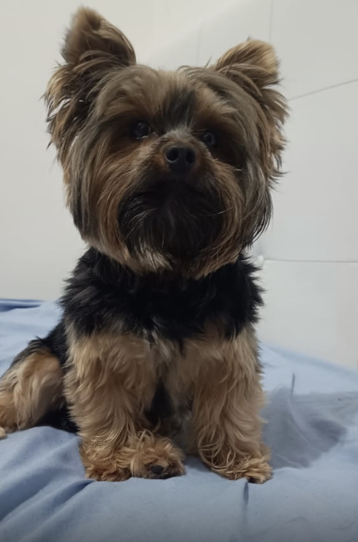 Portal Vendocão Vendo filhote de yorkshire  Florianópolis 