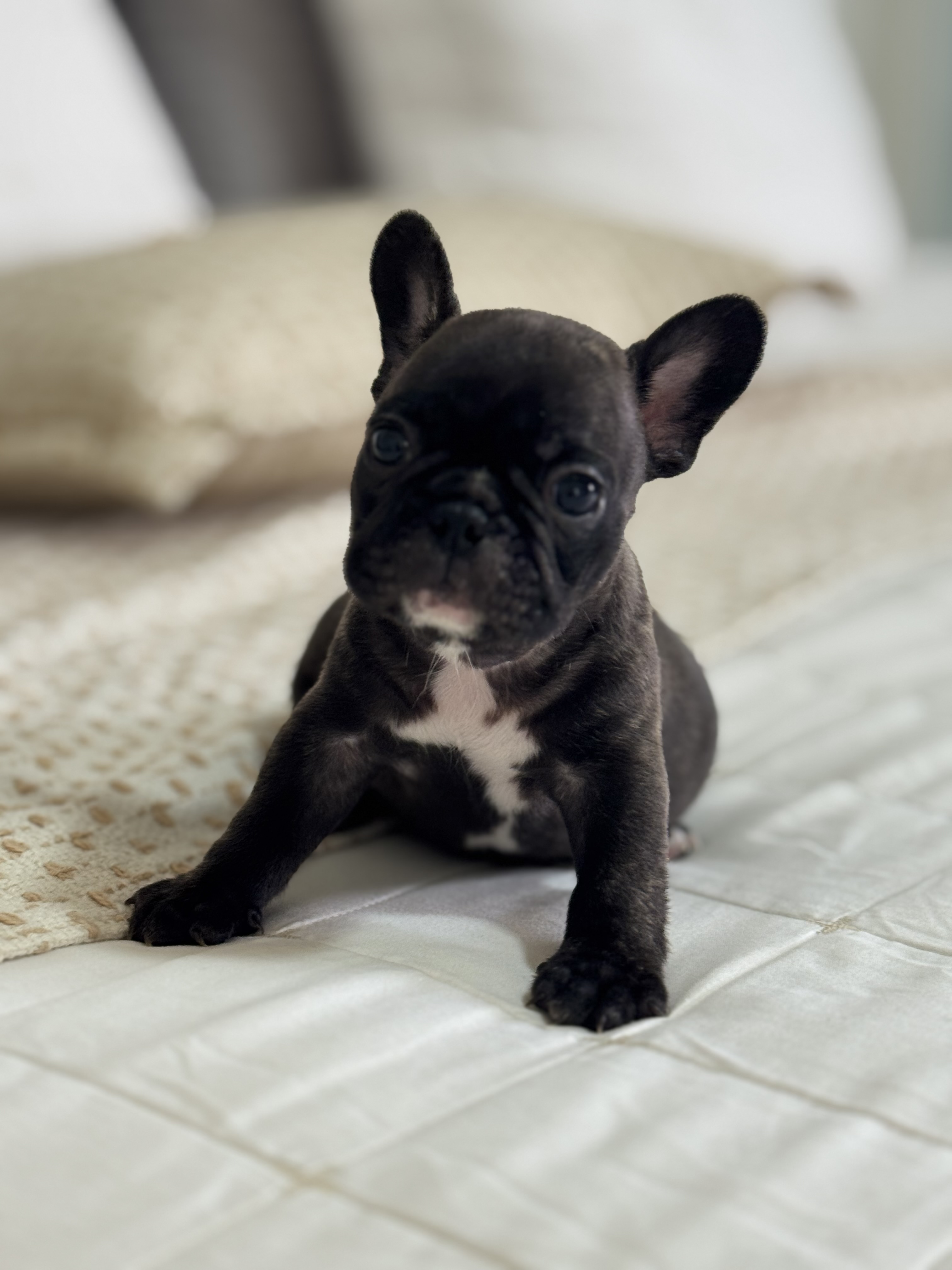 Portal Vendocão Buldogue francês ( Filhotes )  Aracaju 