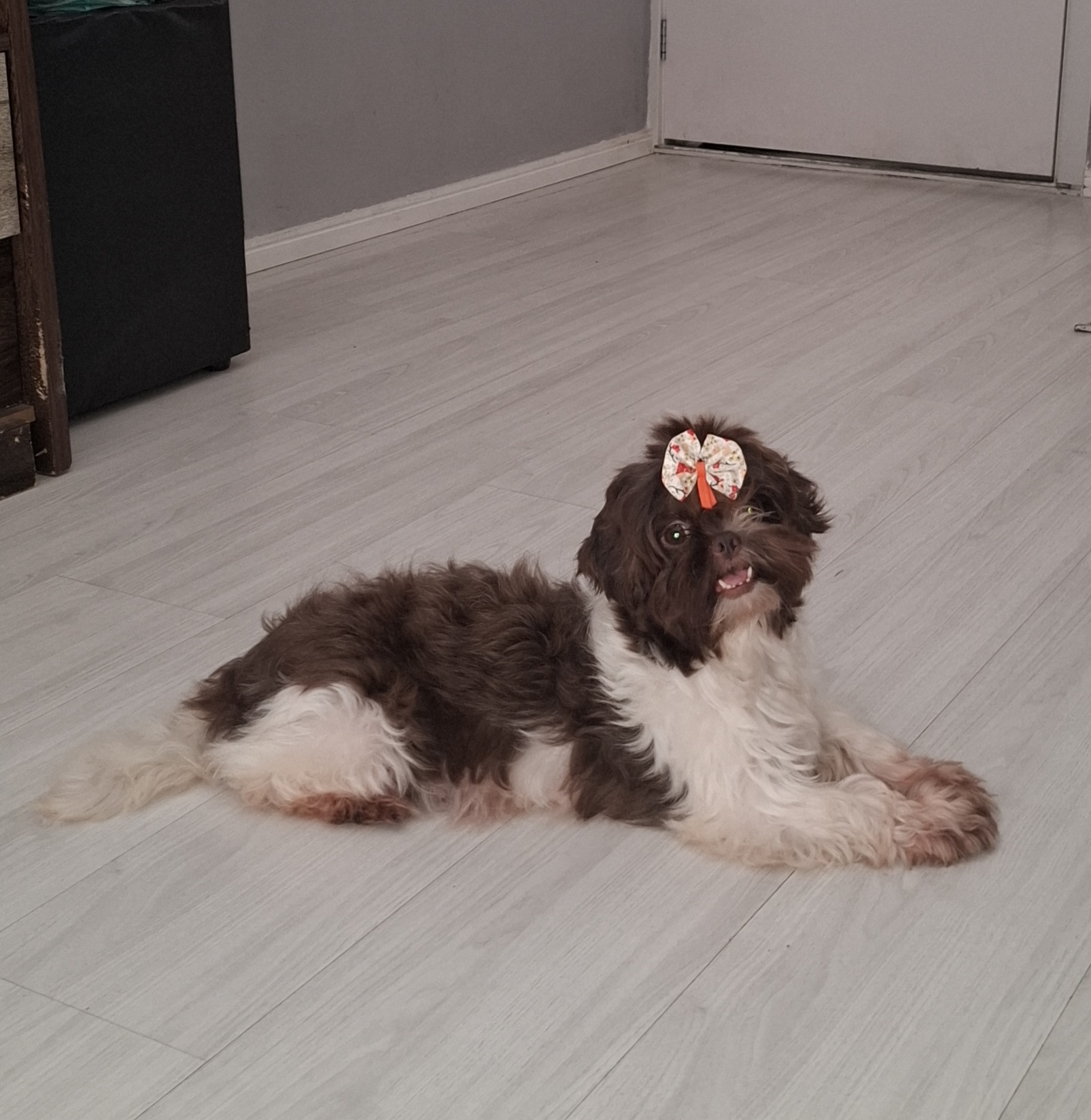 Portal Vendocão Lindos bebês de shih tzu  Rio de Janeiro