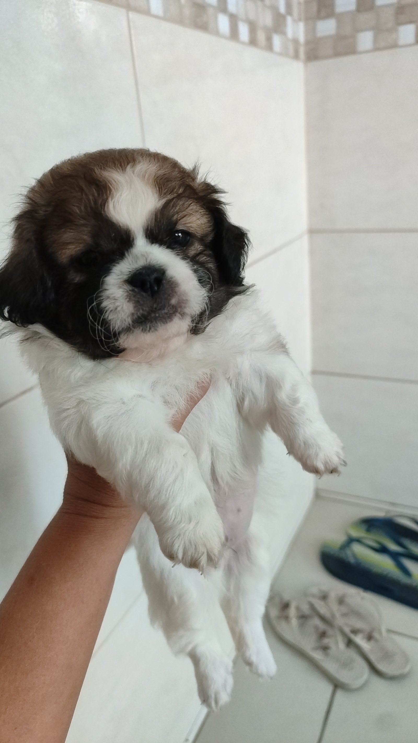 Lhasa macho e fêmea  - Foto 3
