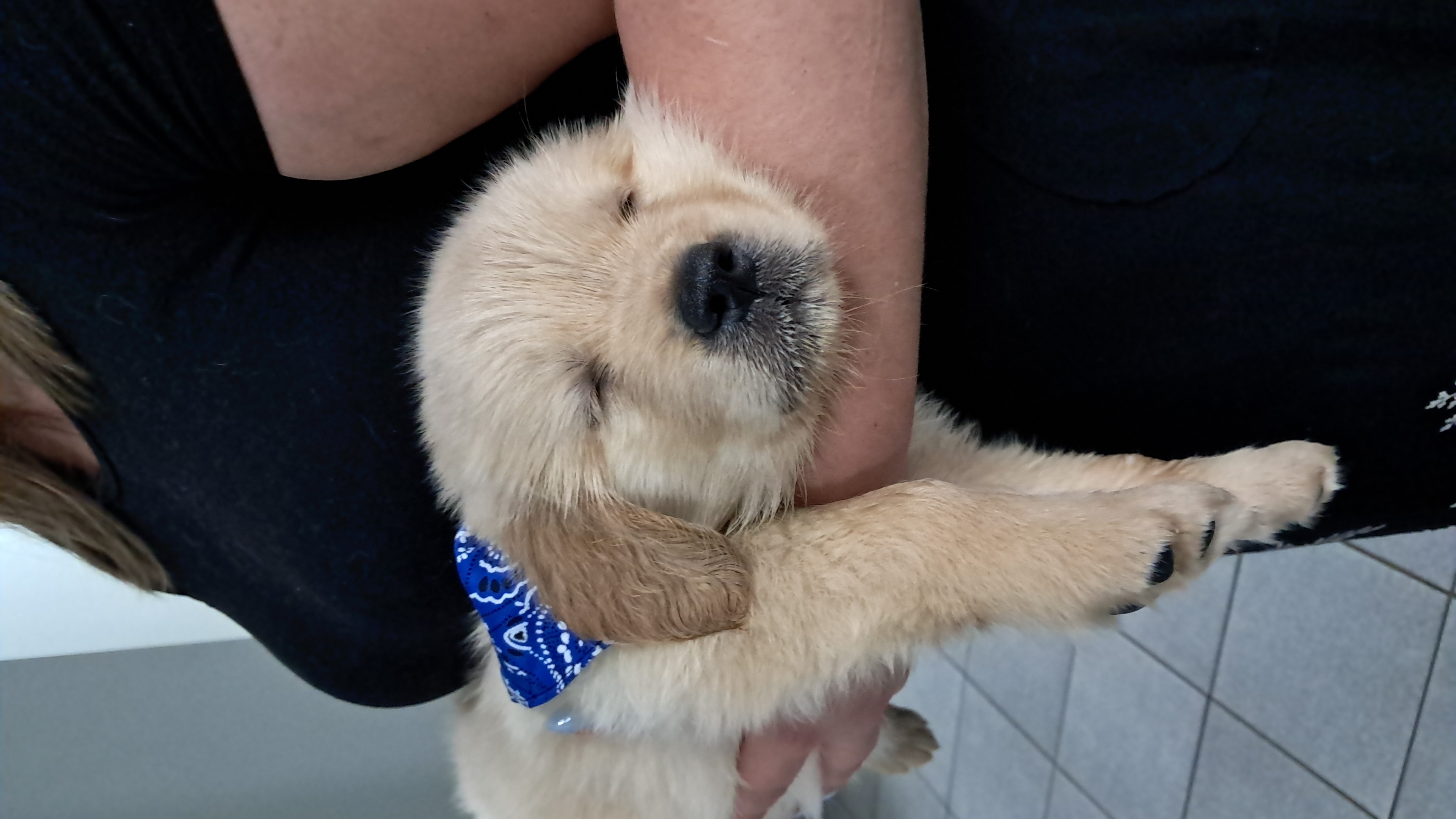 Portal Vendocão Vendo filhotes de Golden Retrieverr São Bernardo do Campo 