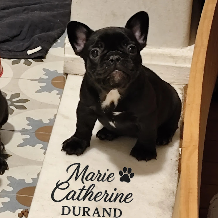 Portal Vendocão 🐾✨ Filhotes de Bulldog Francês à venda! ✨🐾 BELO HORIZONTE