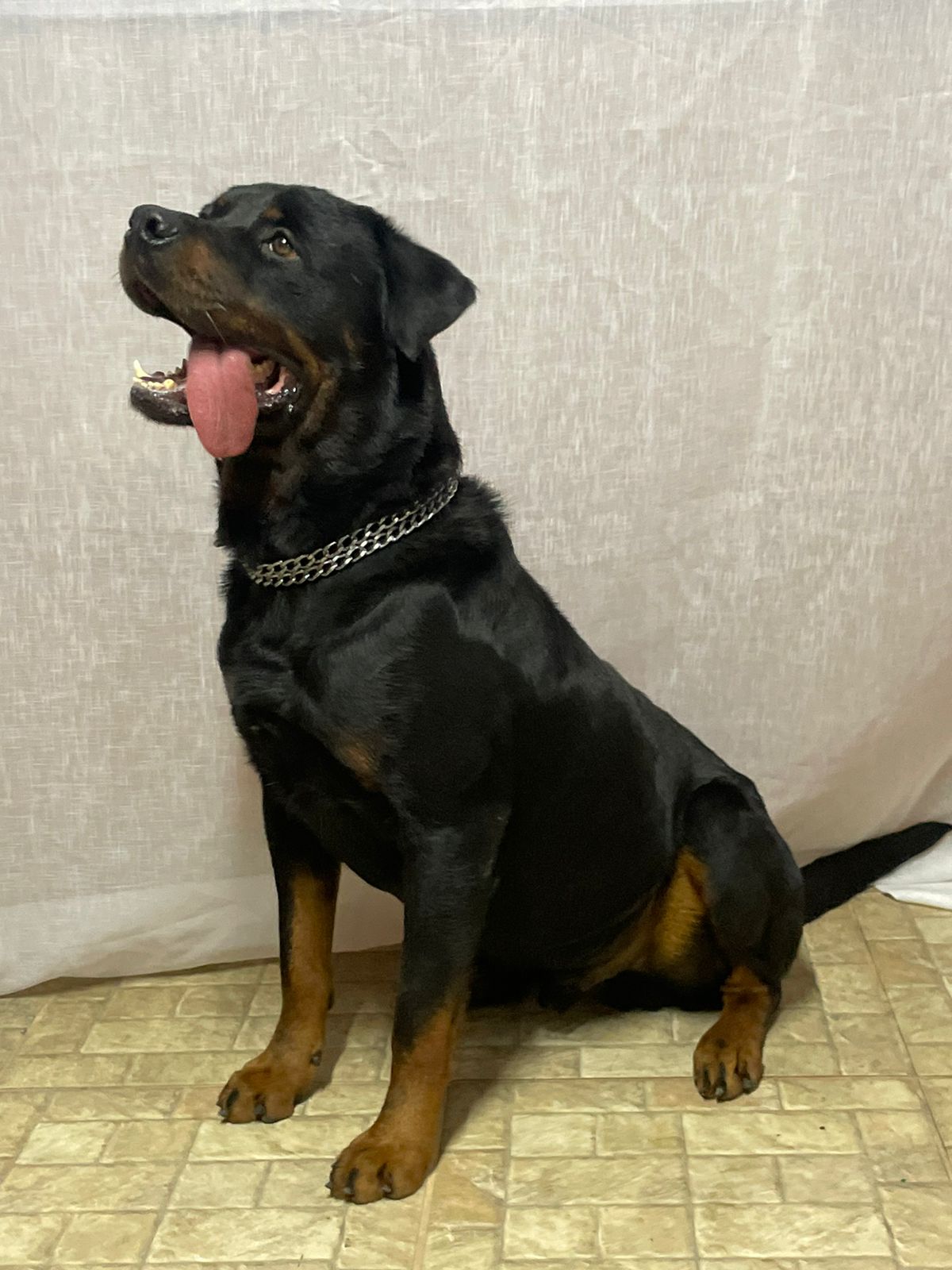 Portal Vendocão Filhotes de Rottweiller (reservas disponíveis) Juiz de Fora