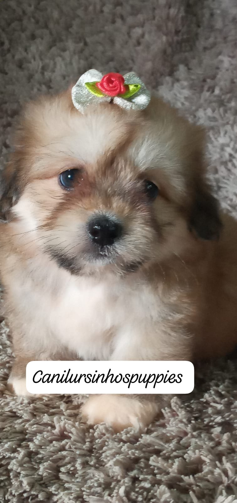 lhasa apso #canilursinhospuppies garanta já o seu ! - Foto 1