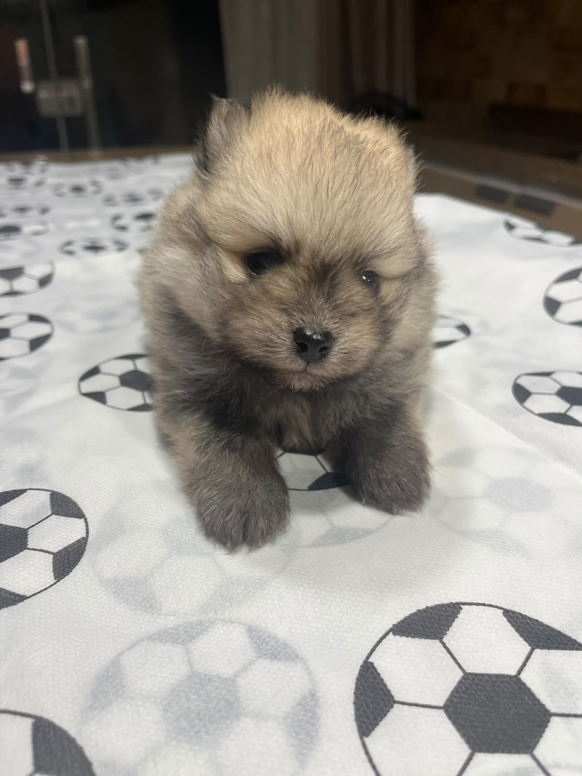 Filhotes de Spitz alemão  - Foto 4