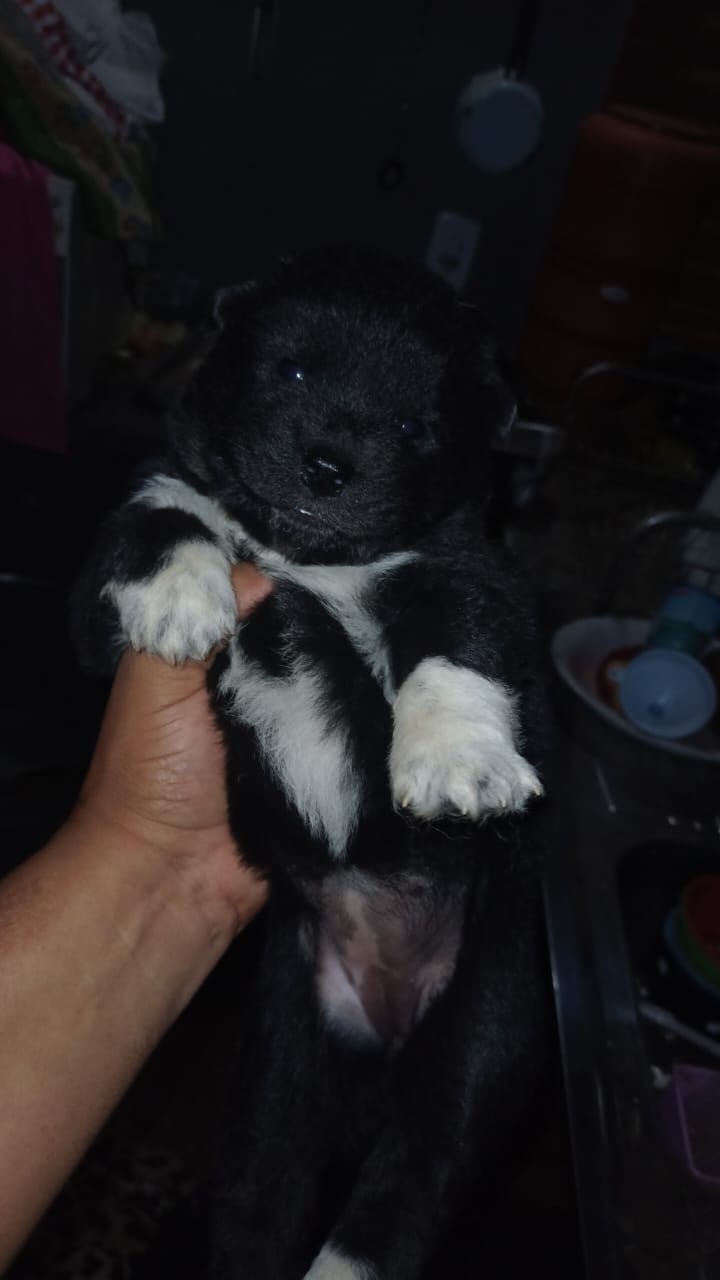 Portal Vendocão Filhotes de chow-chow com husky Campo Grande