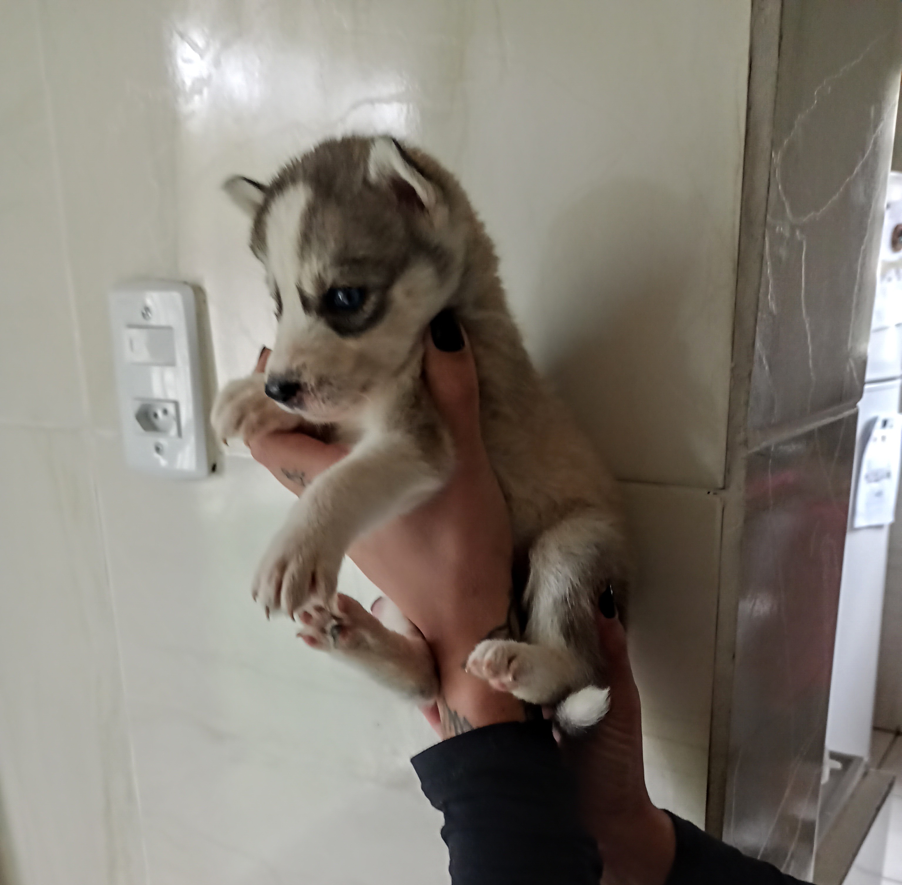 Portal Vendocão Filhote de Husky Siberiano Valença 
