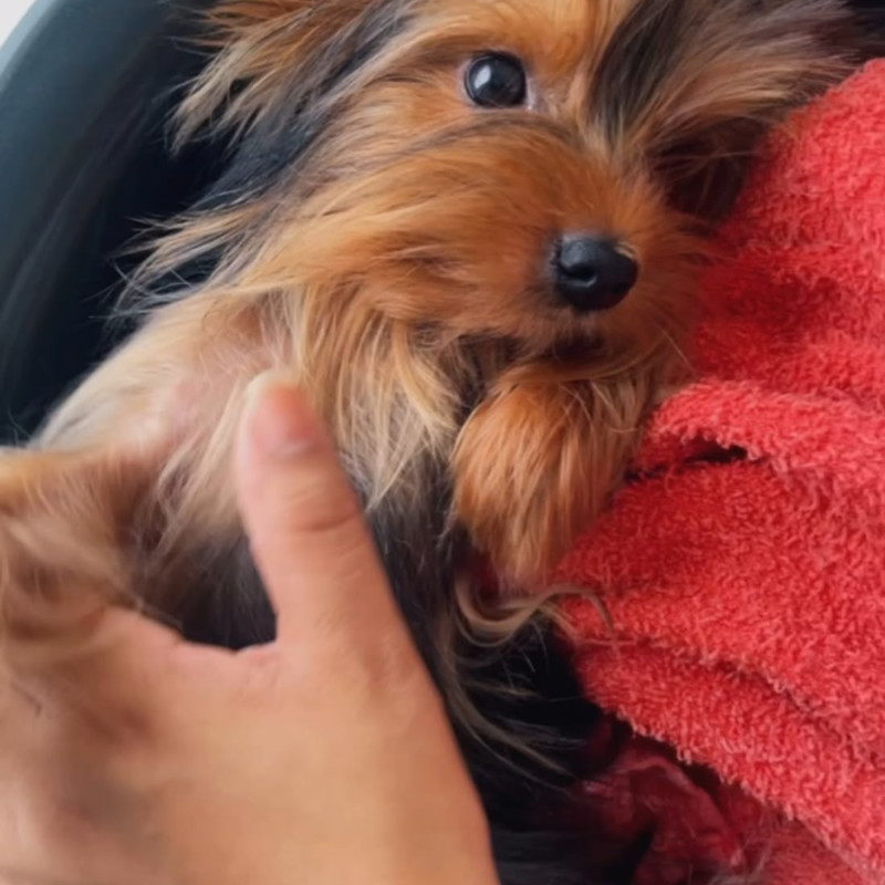 Lindo cachorrinho,mansinho e muito carinhoso ,machinho - Foto 5