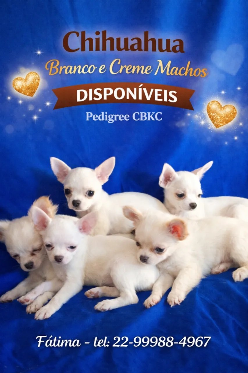 CHIHUAHUA - 2 MACHOS CREME PELO LONGO E 3 PELO CURTO. COM PEDIGREE CKBC E VACINADO - Foto 1