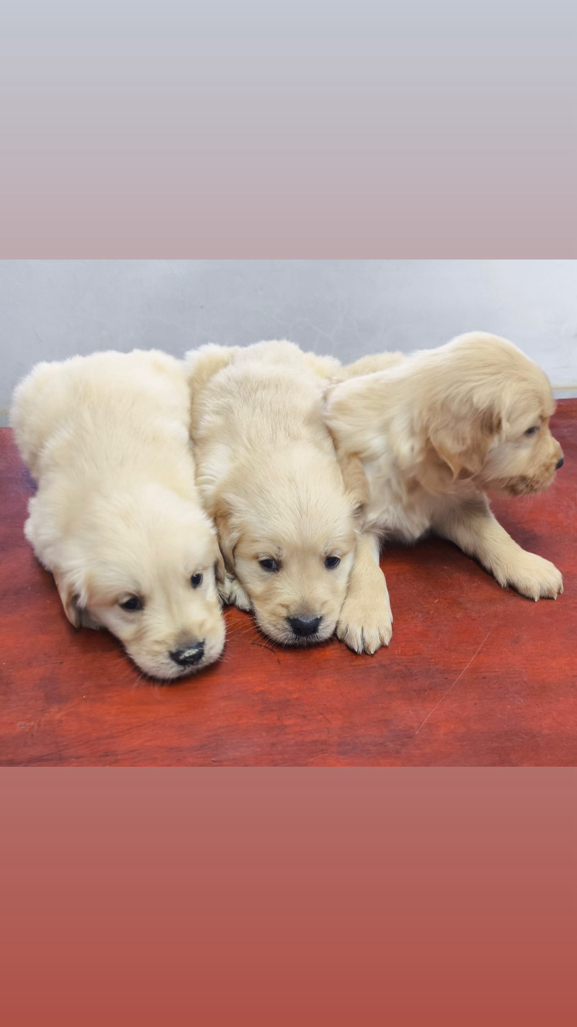 Portal Vendocão Vendo filhos lindos Golden Retriever pedigree CBKC São José do Rio preto 
