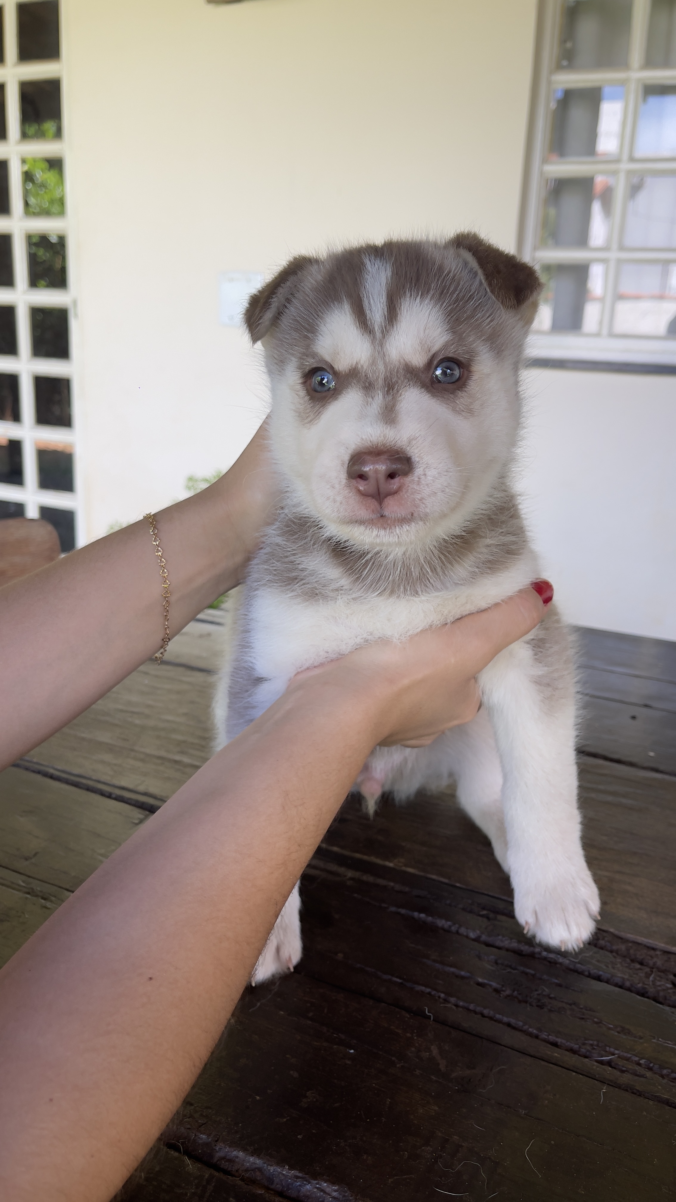 Filhotes Husky Siberiano  - Foto 4
