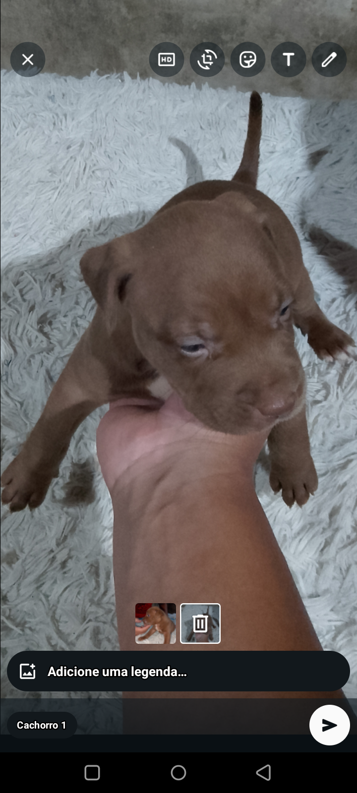 Portal Vendocão Filhote de Pitbull  São Luís