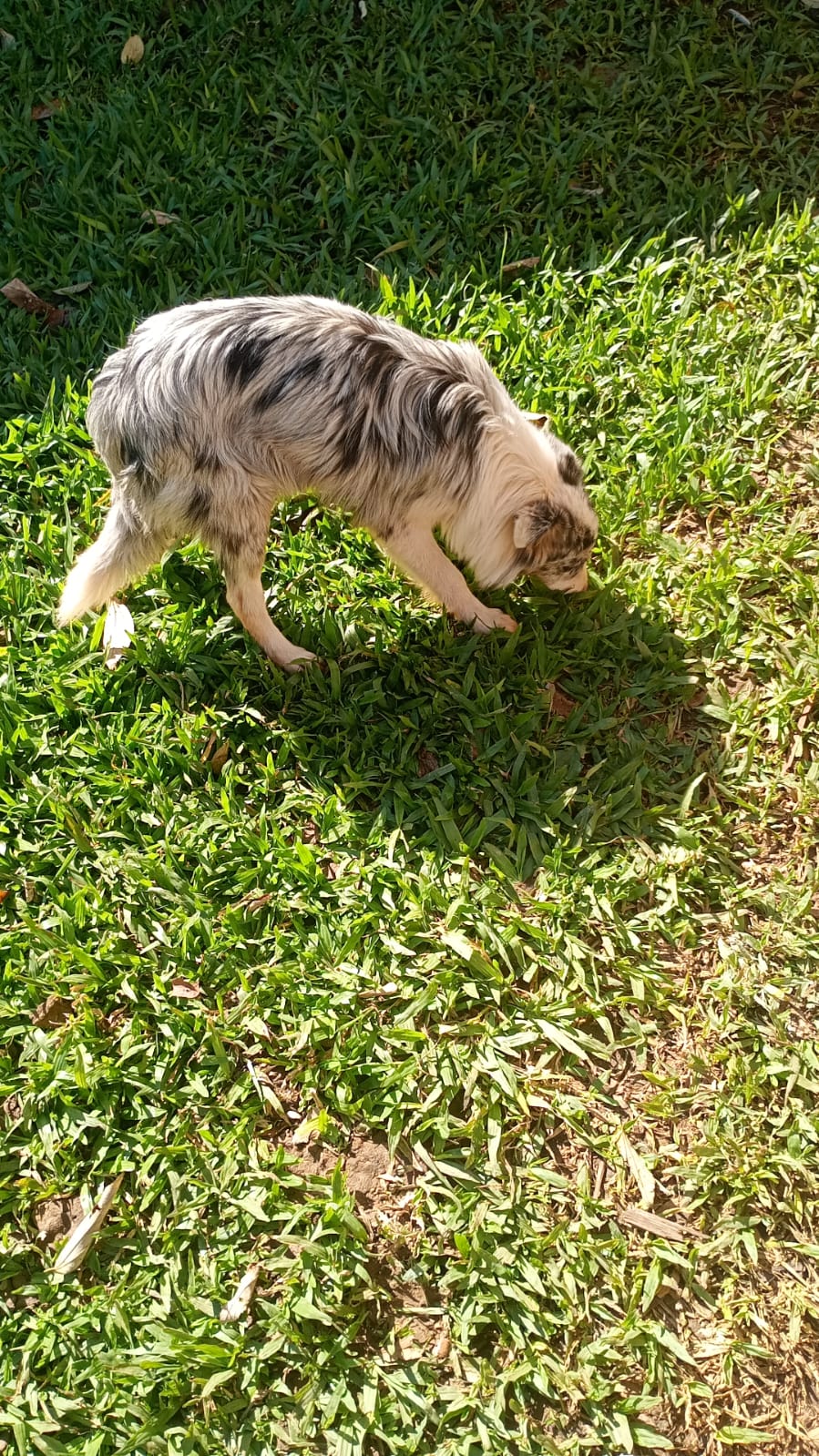 Cachorro 