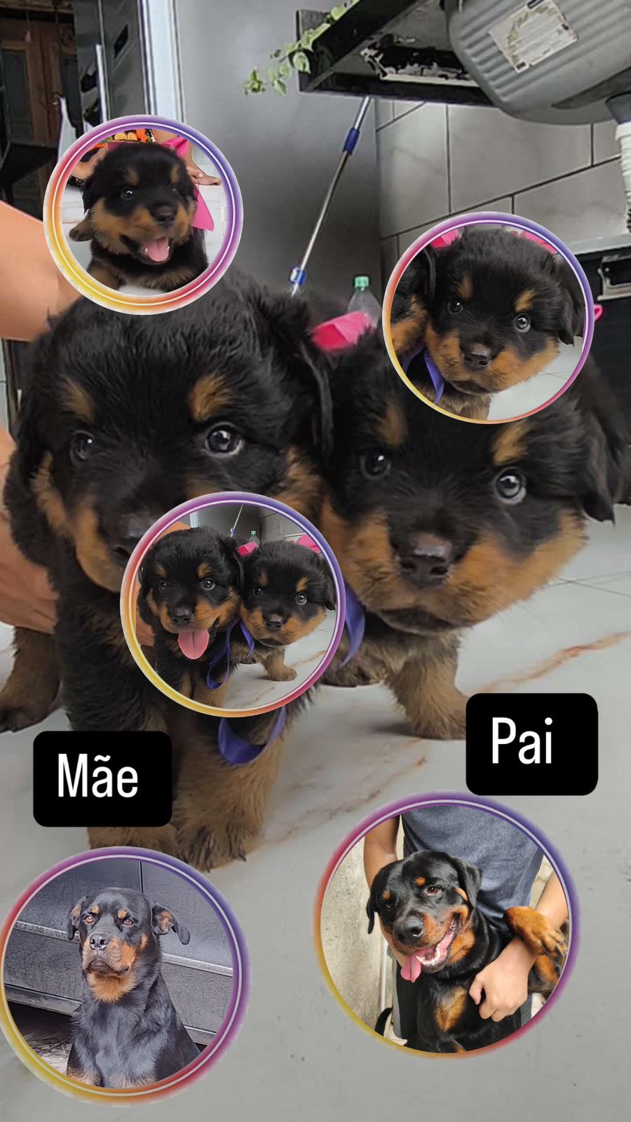 Portal Vendocão Venda rottweiler  Belford Roxo 