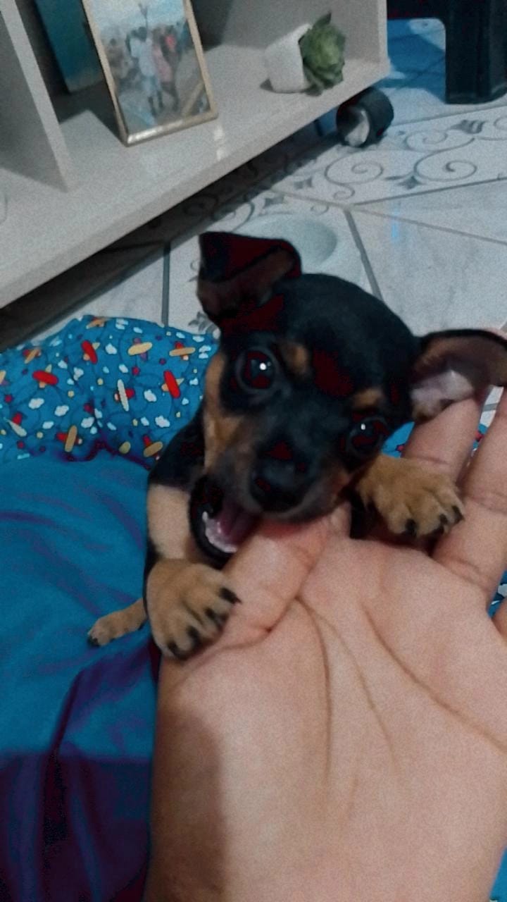 Portal Vendocão Pinscher  Recife 