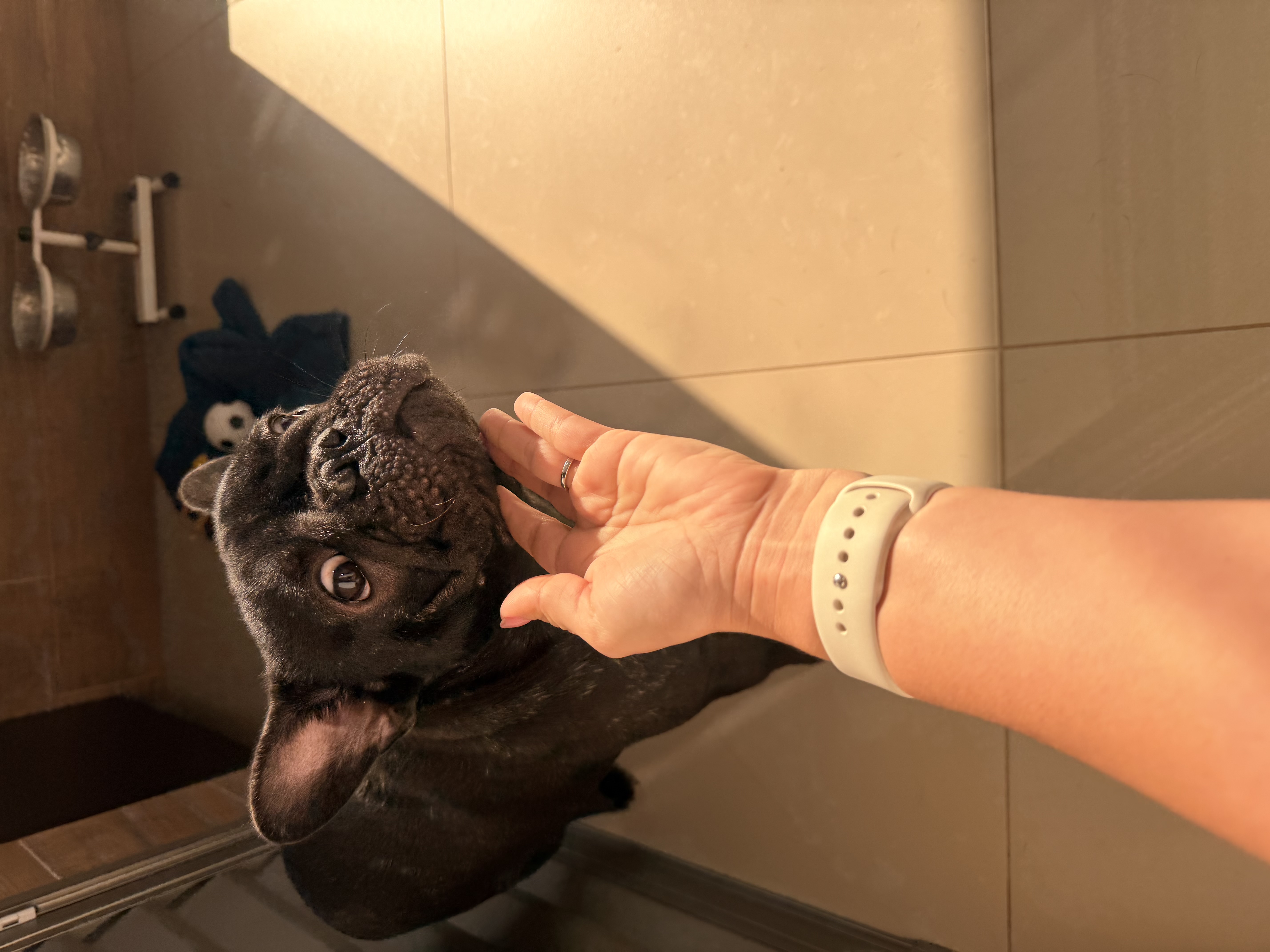 Bulldog Francês  - Foto 2