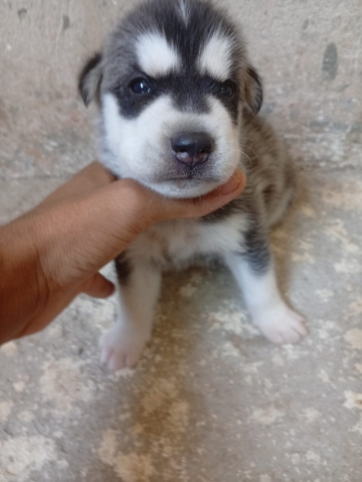 Husky siberiano filhotes 40 dias  - Foto 3