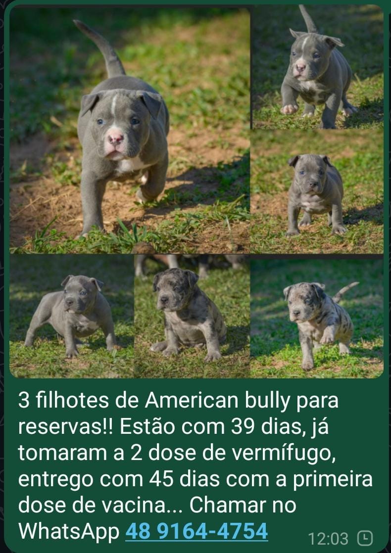 Portal Vendocão American Bully Palhoça