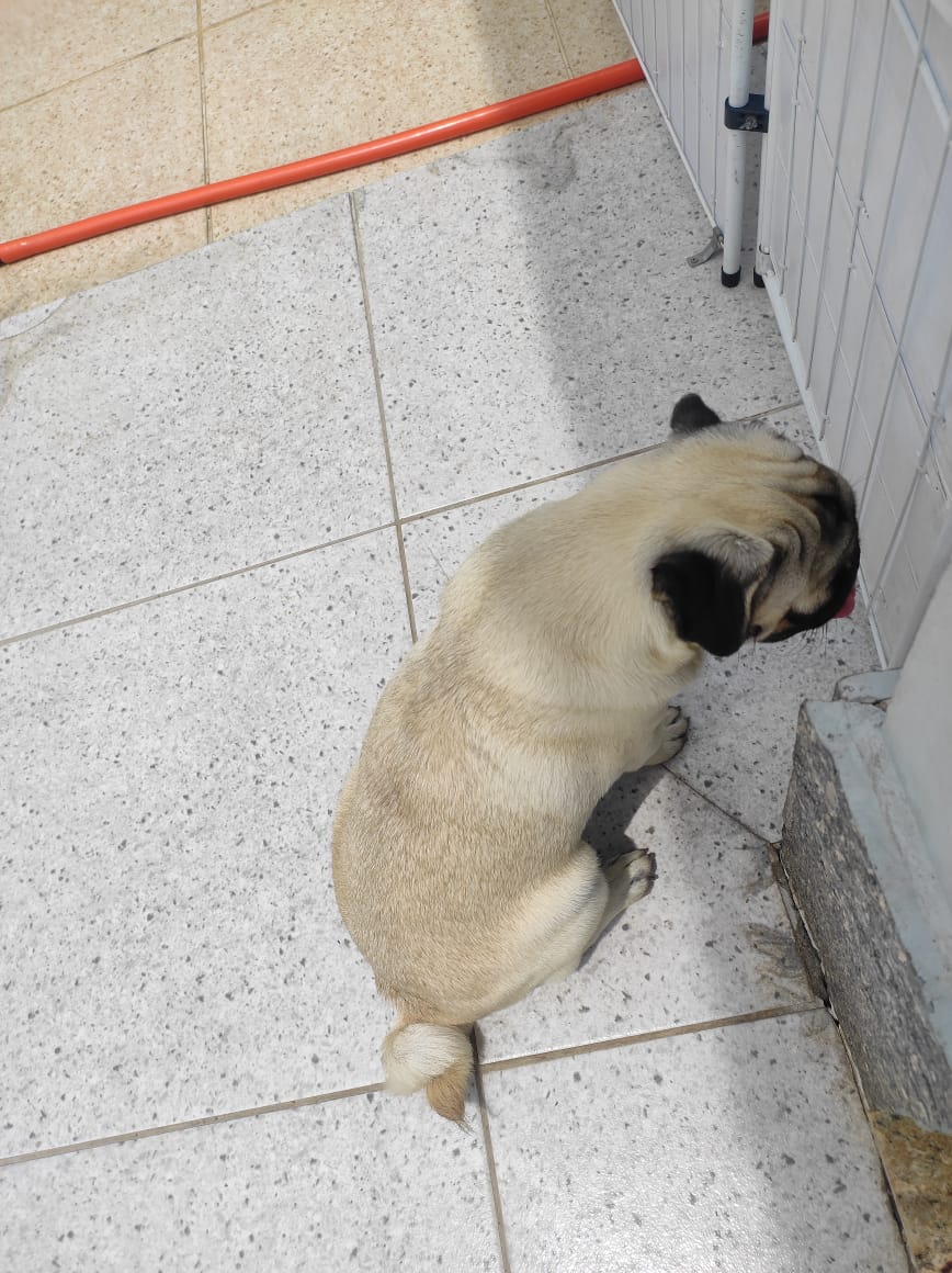 Portal Vendocão Pugs Fêmia. Rio das Ostras