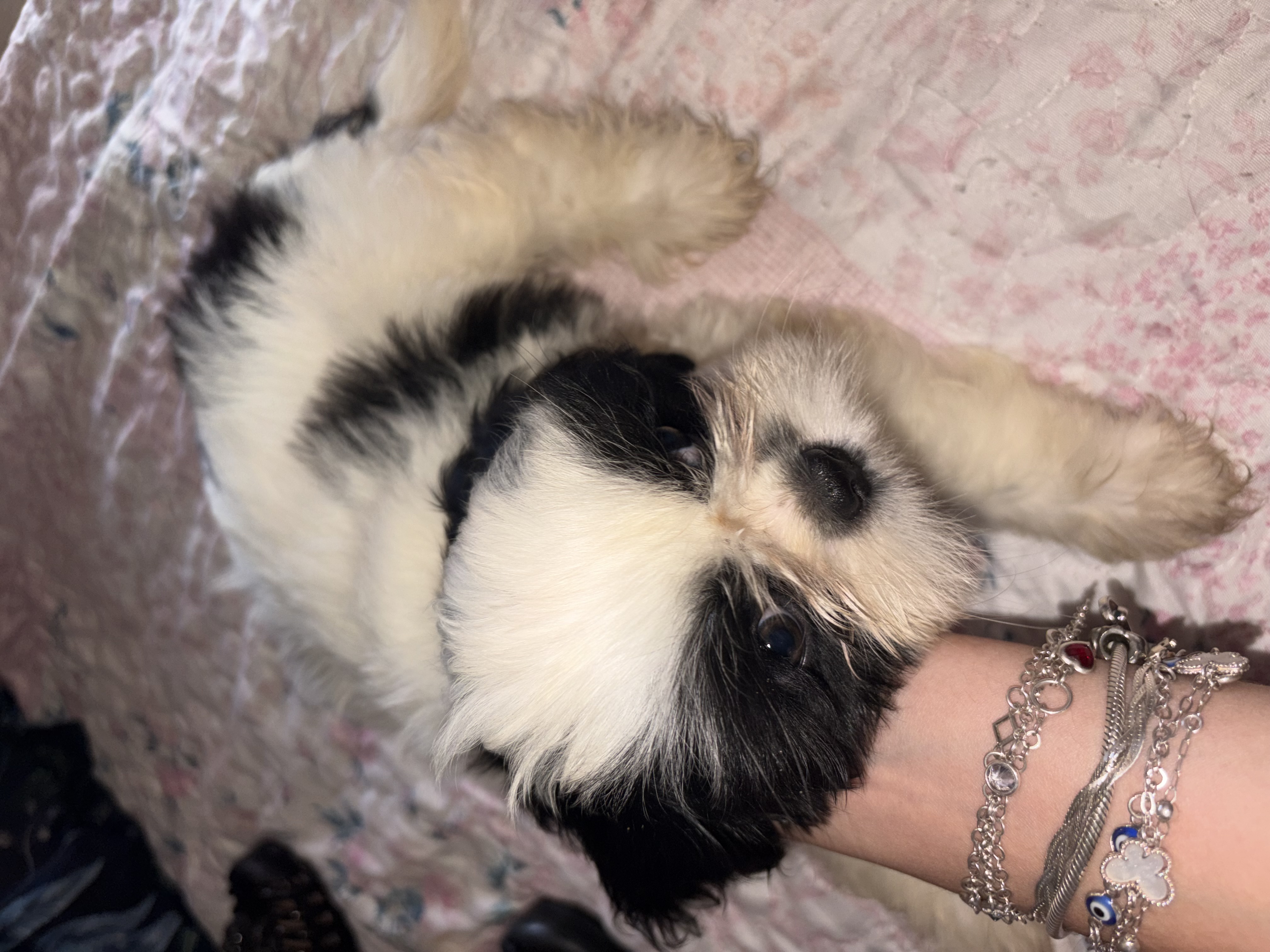 VENDE-SE SHIH TZU - Foto 2