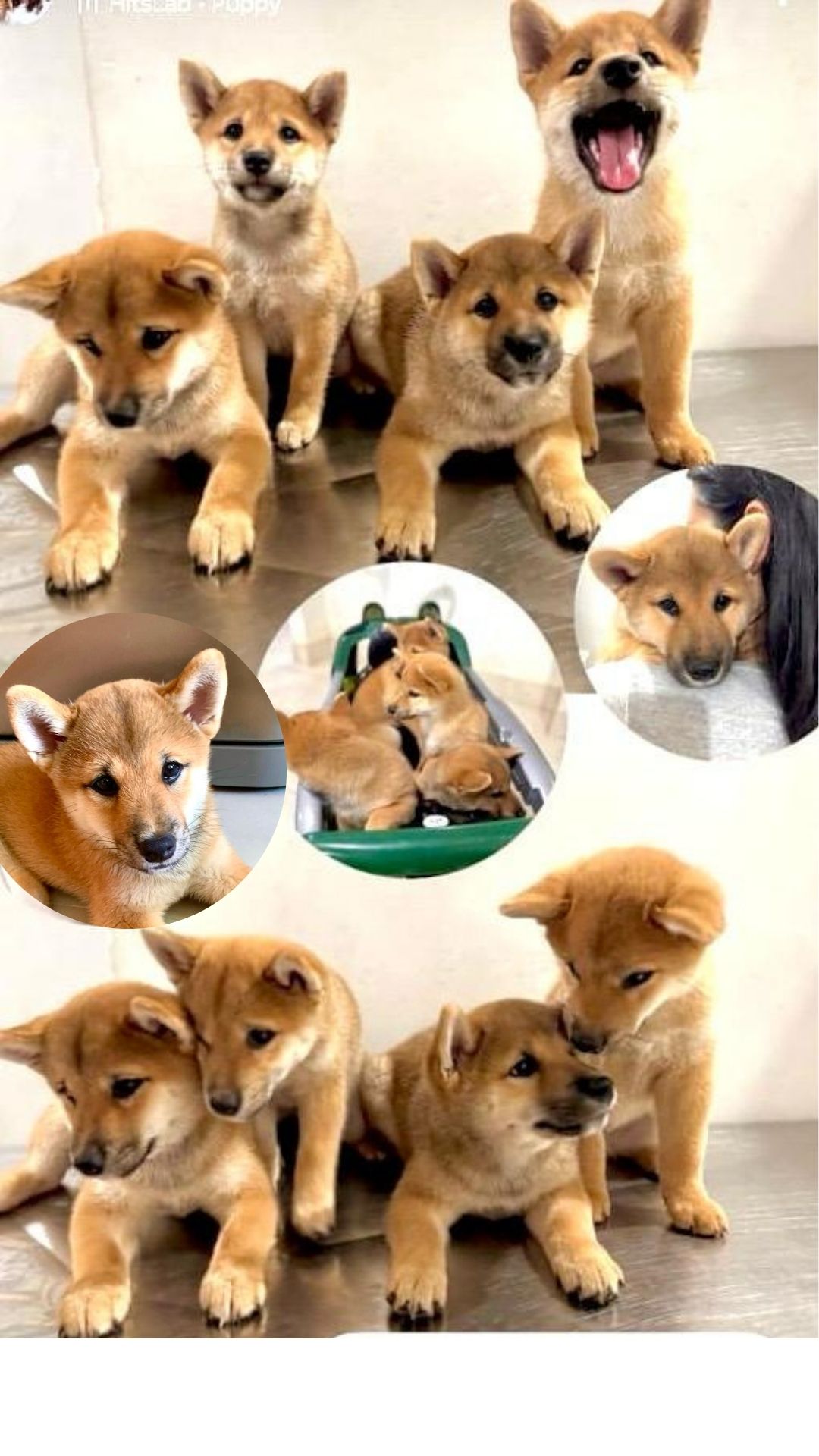 Portal Vendocão Filhote Macho de Shiba Inu Vitória 