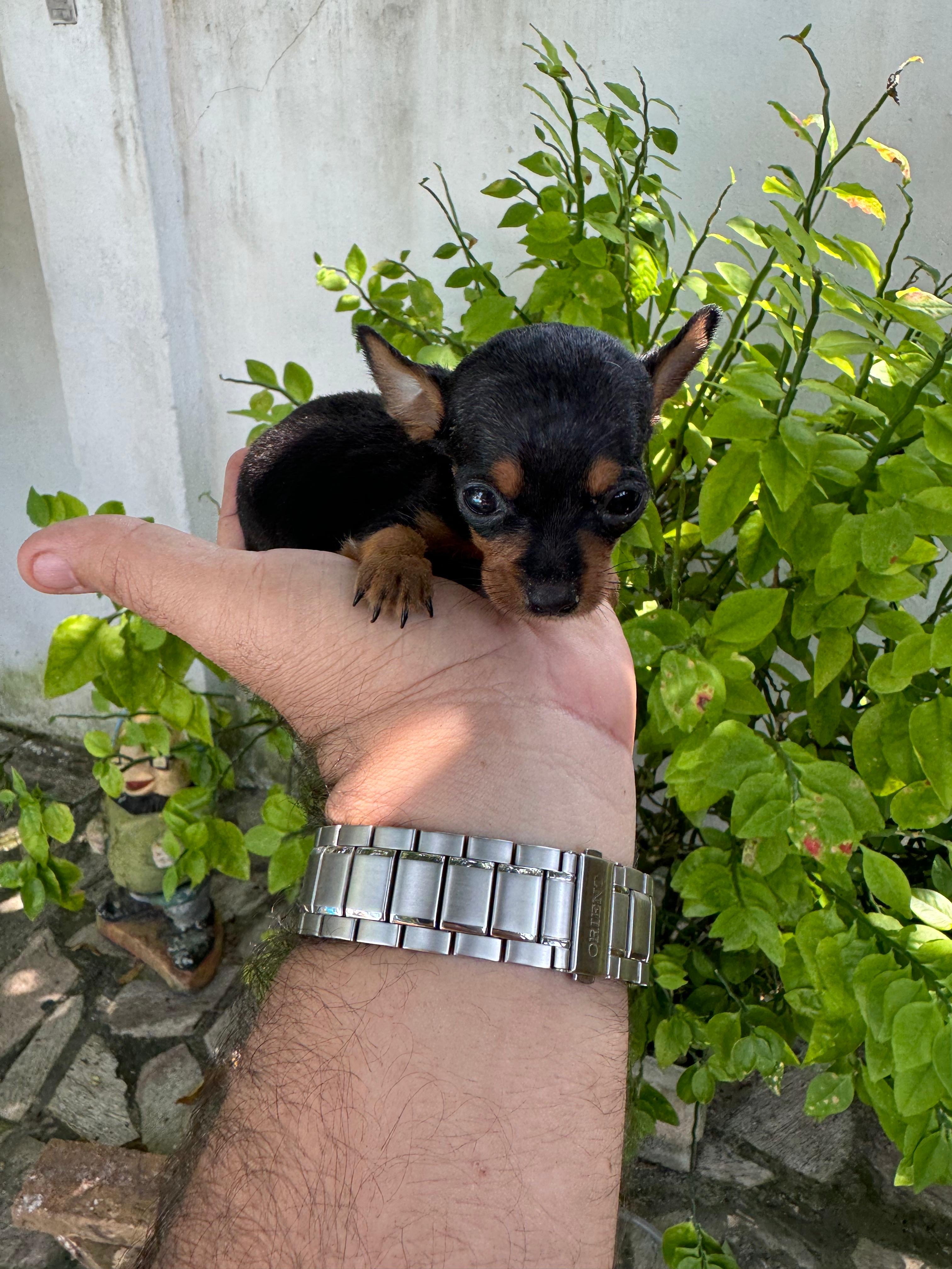 Portal Vendocão Pinscher Mini  Maceió 