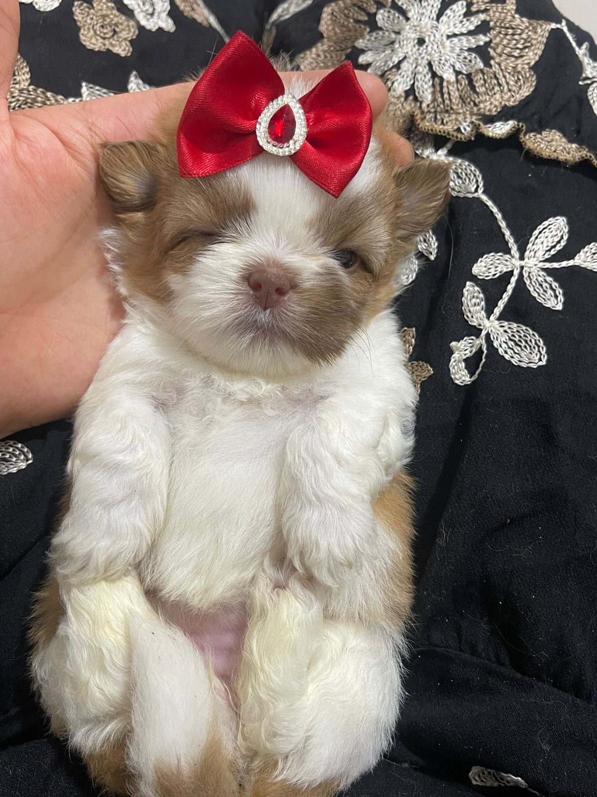 Shih Tzu Fêmea Filhote - Foto 1