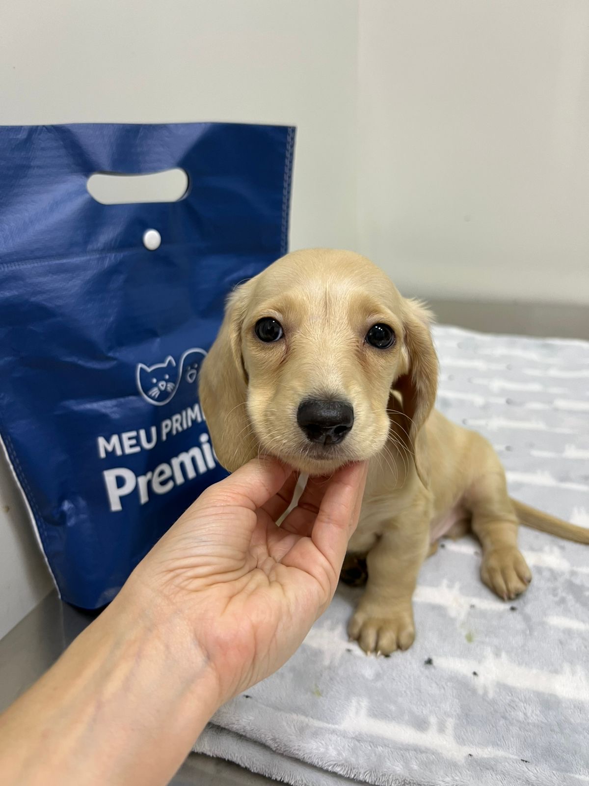 Portal Vendocão Filhote dachshund mini pelo longo creme  Belo Horizonte 