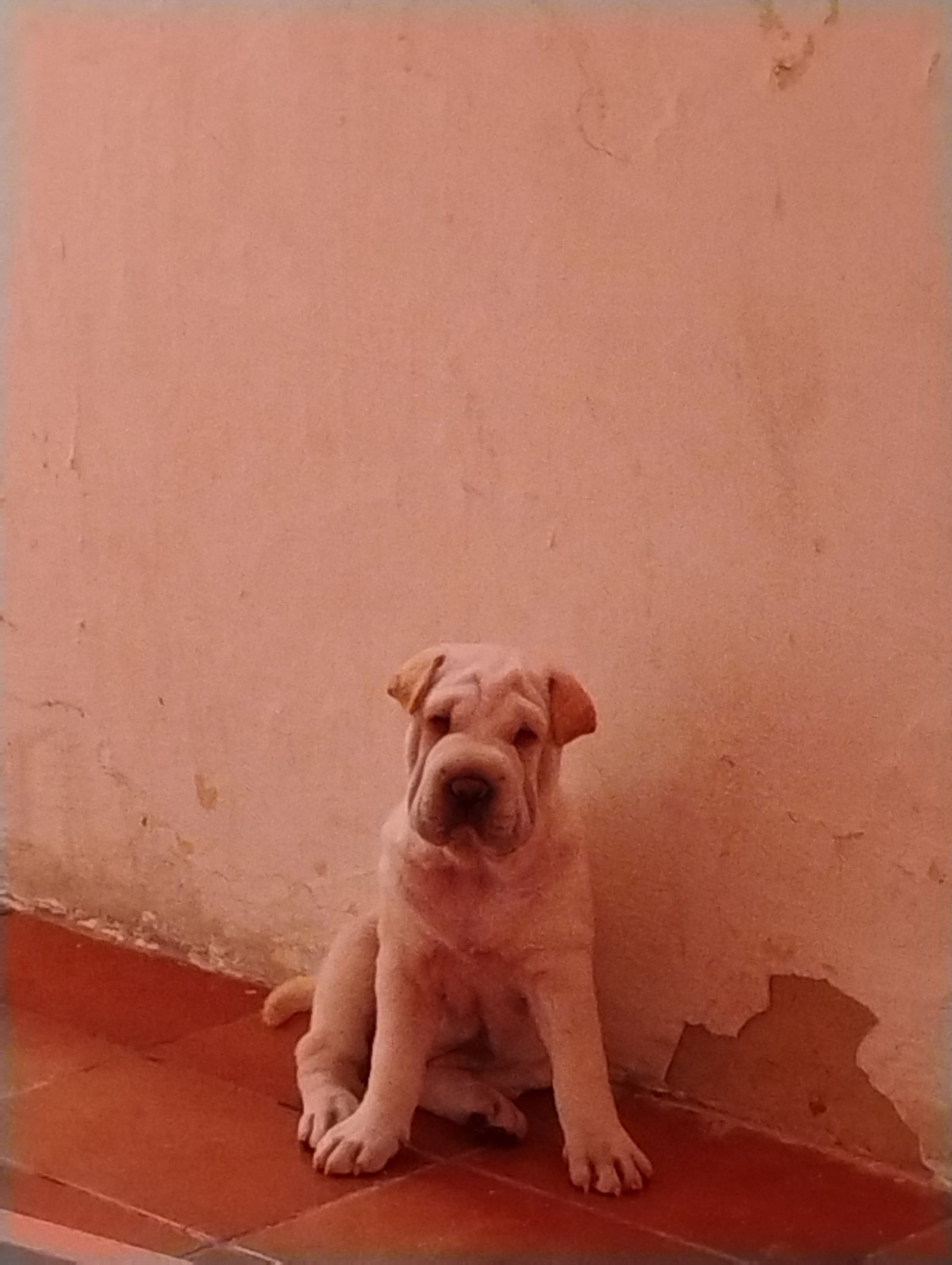 Filhote de shar-pei 