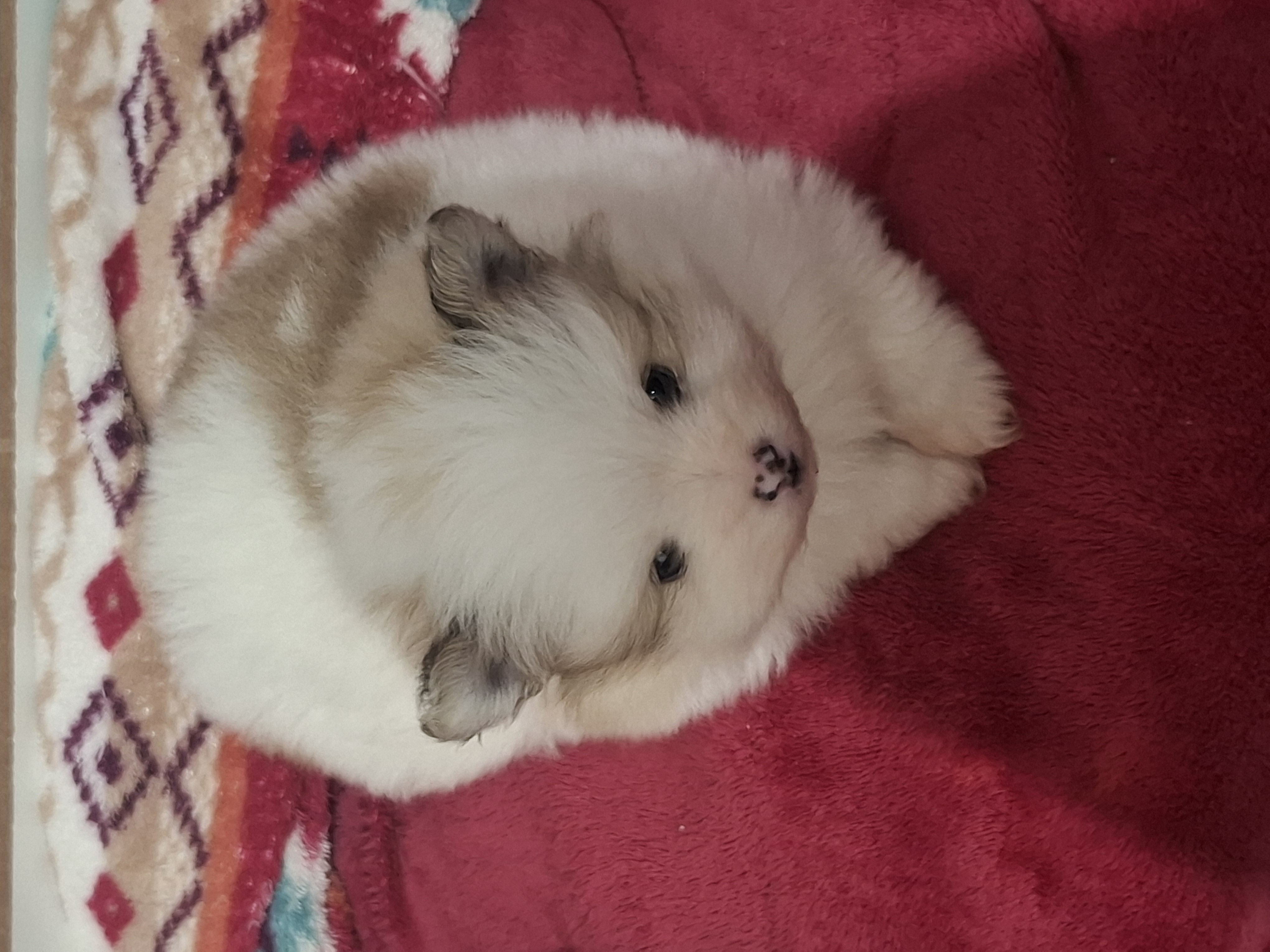 Portal Vendocão Spin Alemão anão  Pouso alegre 