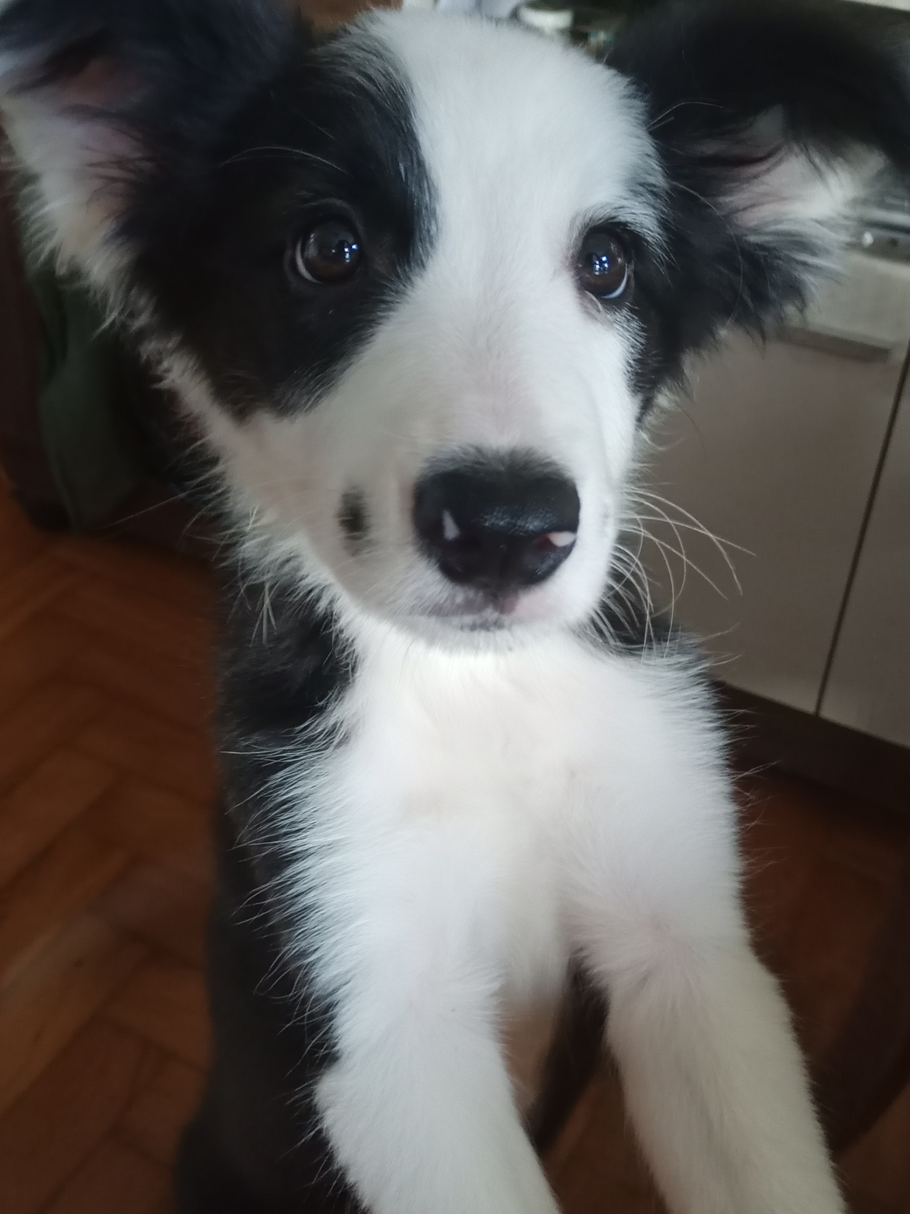 Vendo filhotes Boder collie raça pura - Foto 3