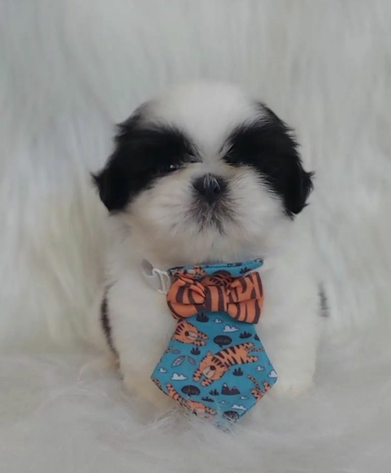 Lindos filhotes de Shih tzu - Foto 2