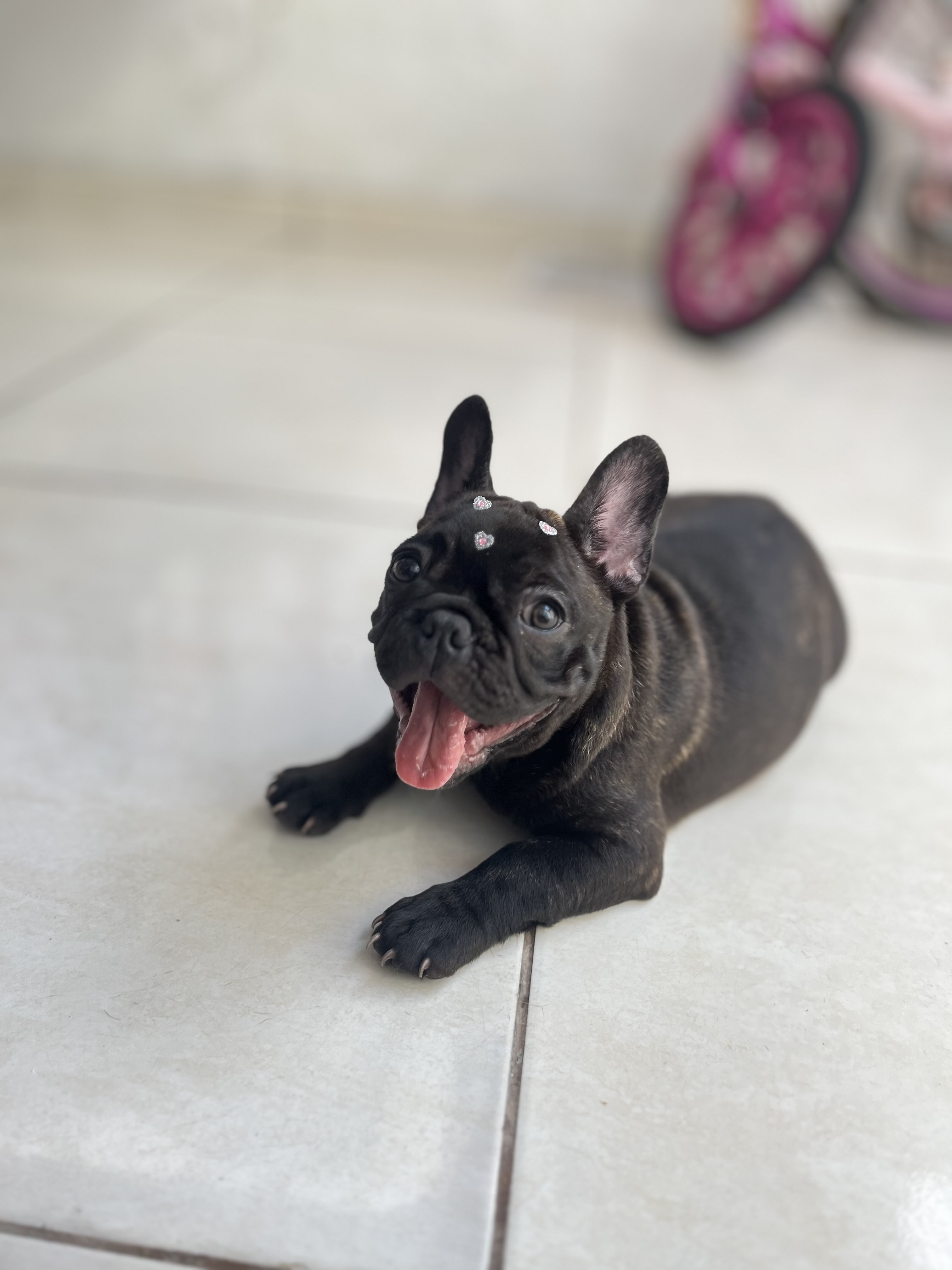 Vendo Buldogue francês  - Foto 2