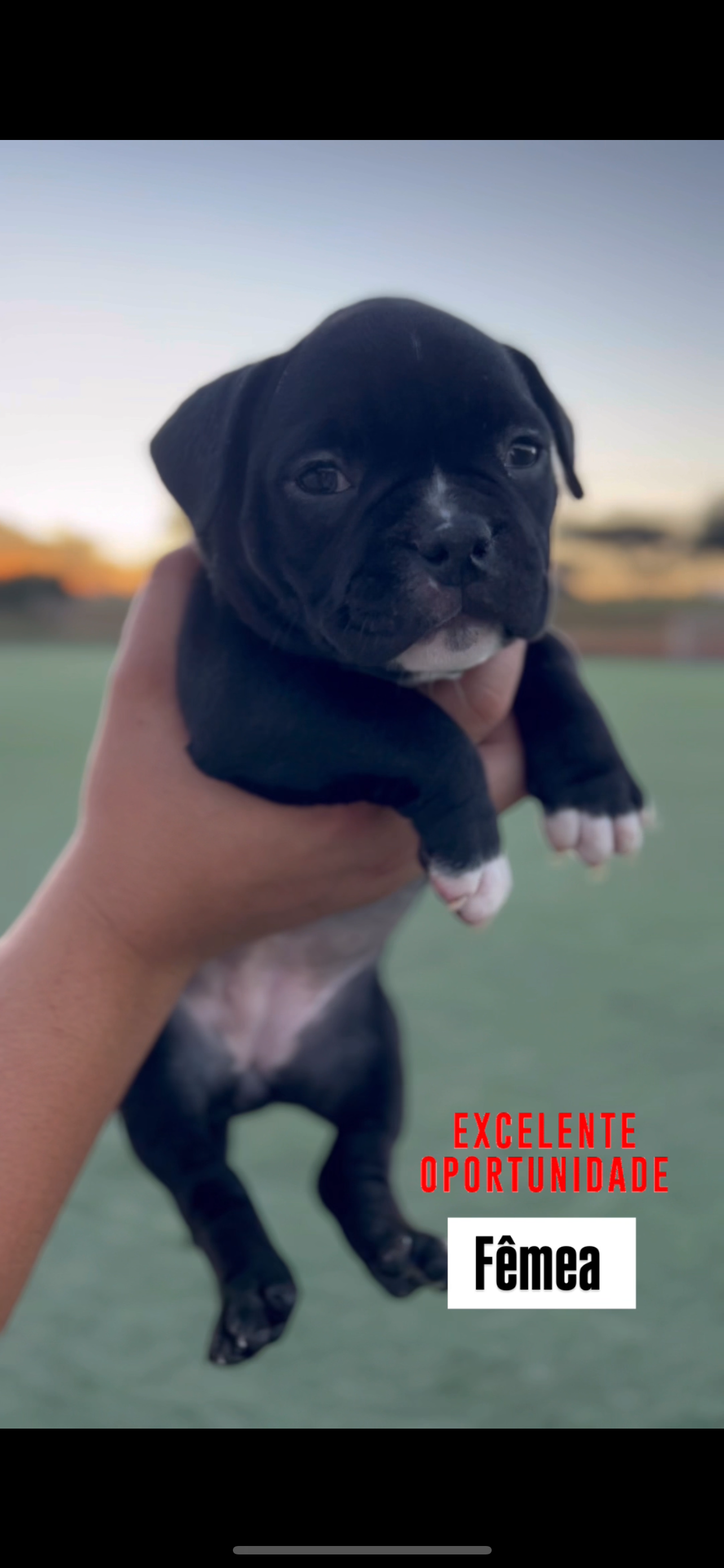 Portal Vendocão Filhotes American bully Brasília 