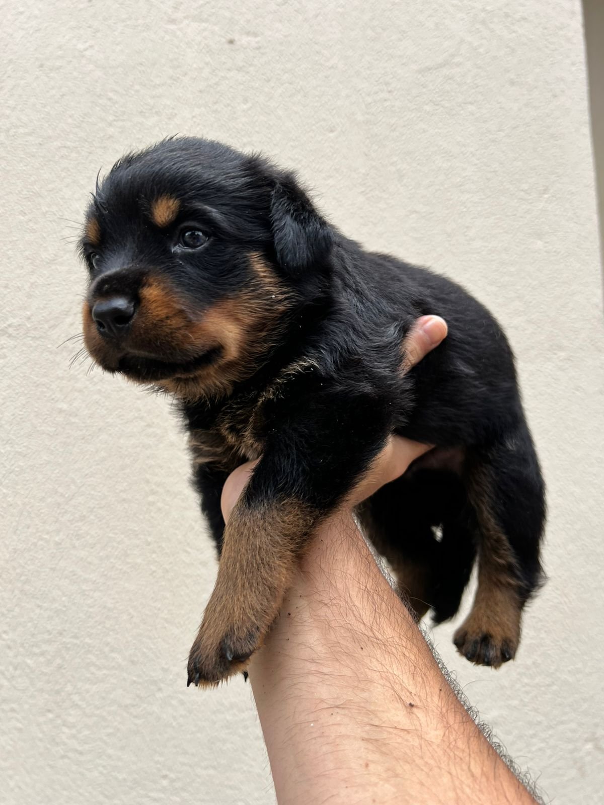 Rottweiler filhotes puros - Foto 4