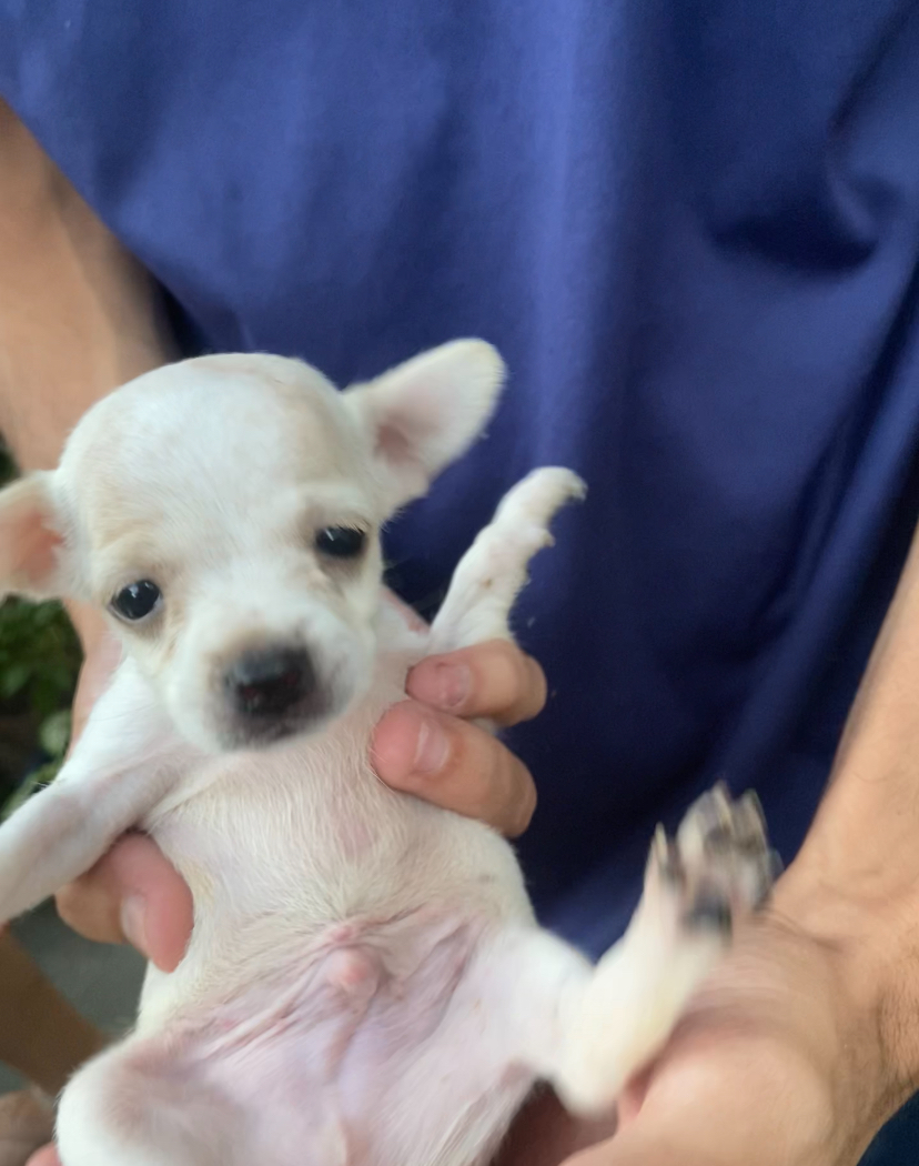 Miniatura Pinscher  - Foto 2