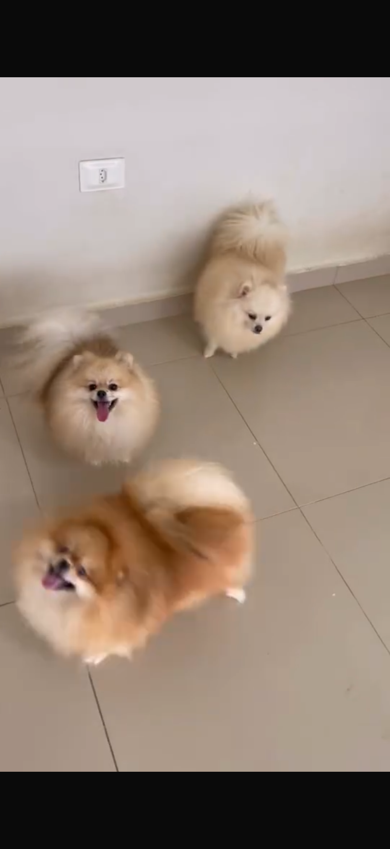 Portal Vendocão Lindos spitz alemão alegres  Cajazeiras 