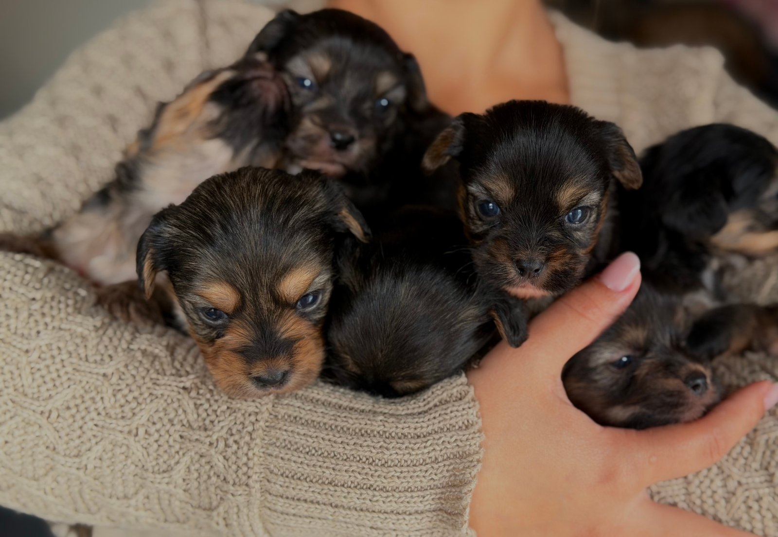  Filhotes de Yorkshire Terrier  - Foto 1
