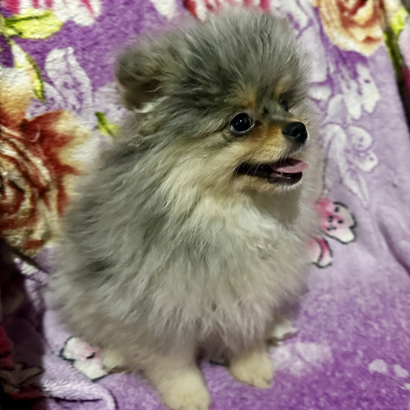 Lindo filhote de Spitz alemão (Lulu da pomerania) - Foto 2