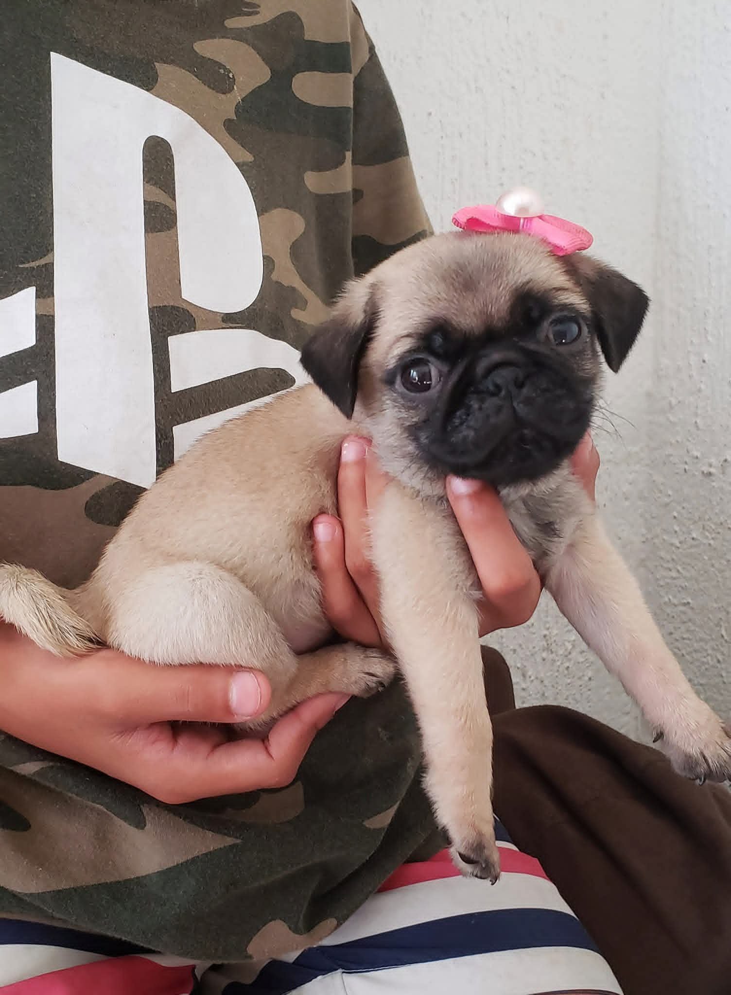 Filhote de Pug 
